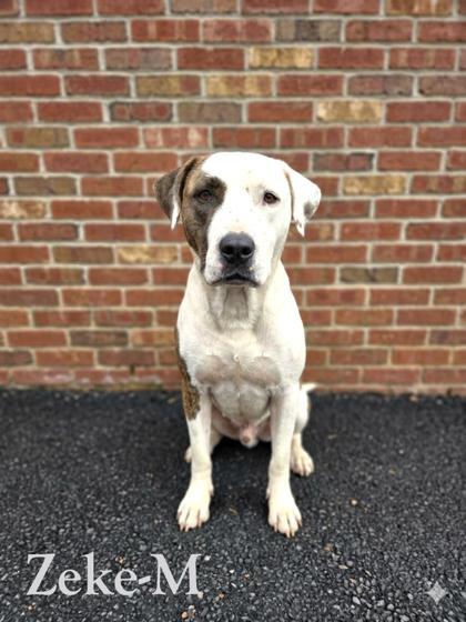 Zeke, Adoptable, Adult Male Pit Bull Terrier & Mixed Breed.