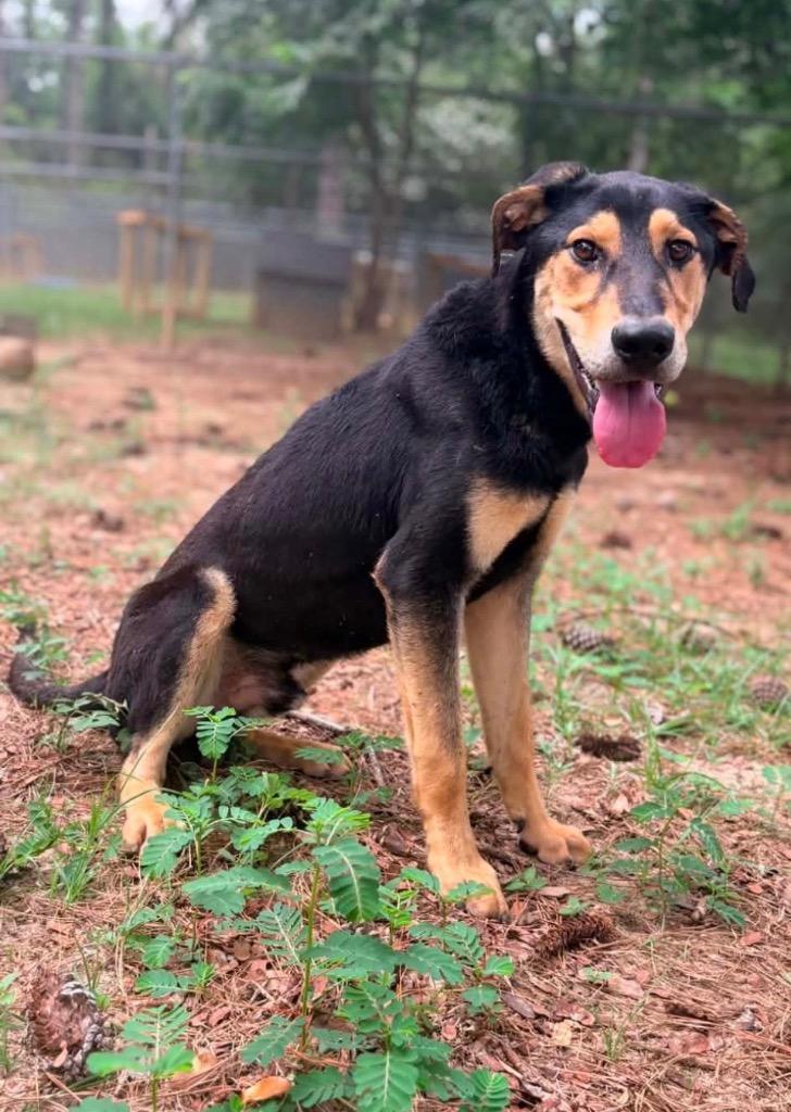 Maxx, Adoptable, Young Male Black Mouth Cur & Shepherd.