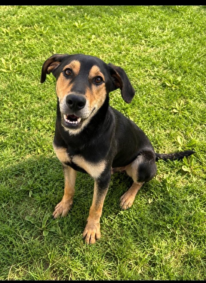 Enlarge Maxx, a Adoptable mixed breed in Albany, GA image 2/6