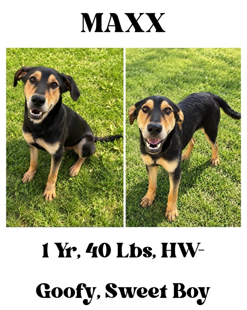 Enlarge Maxx, a Adoptable mixed breed in Albany, GA image 3/6