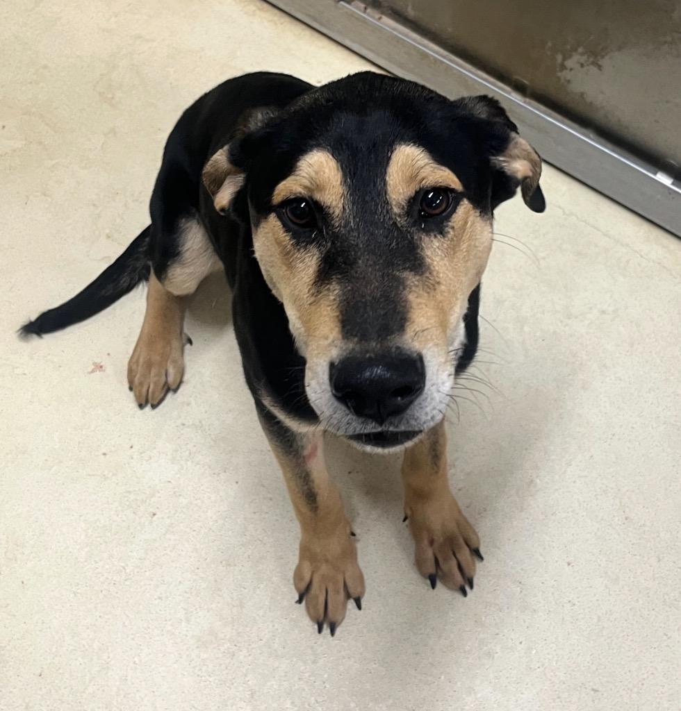 Enlarge Maxx, a Adoptable mixed breed in Albany, GA image 5/6