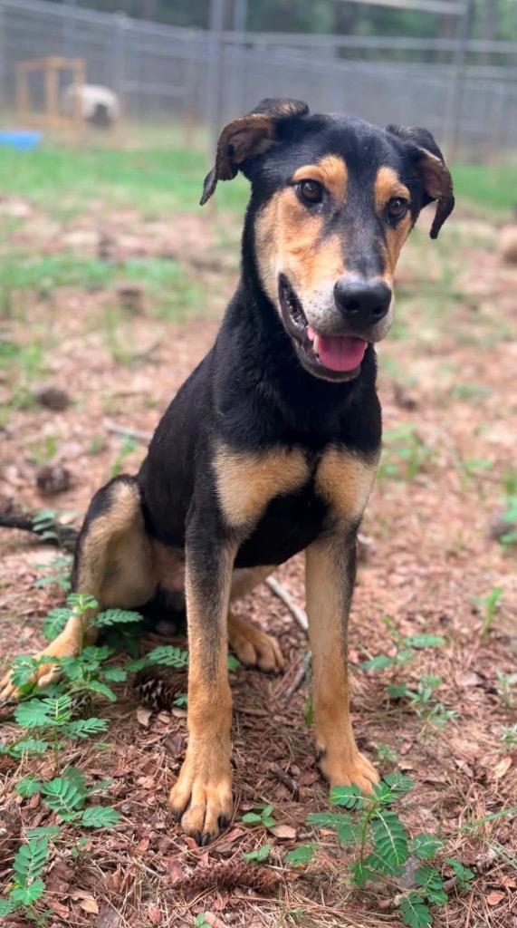 Enlarge Maxx, a Adoptable mixed breed in Albany, GA image 6/6
