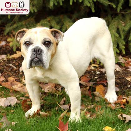 Penny, Adoptable, Senior Female Bulldog.