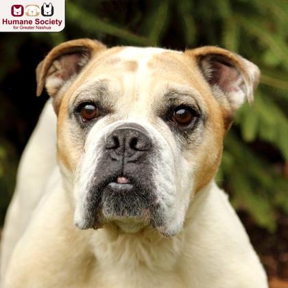 Enlarge Penny, a Adoptable mixed breed in Nashua, NH image 2/2