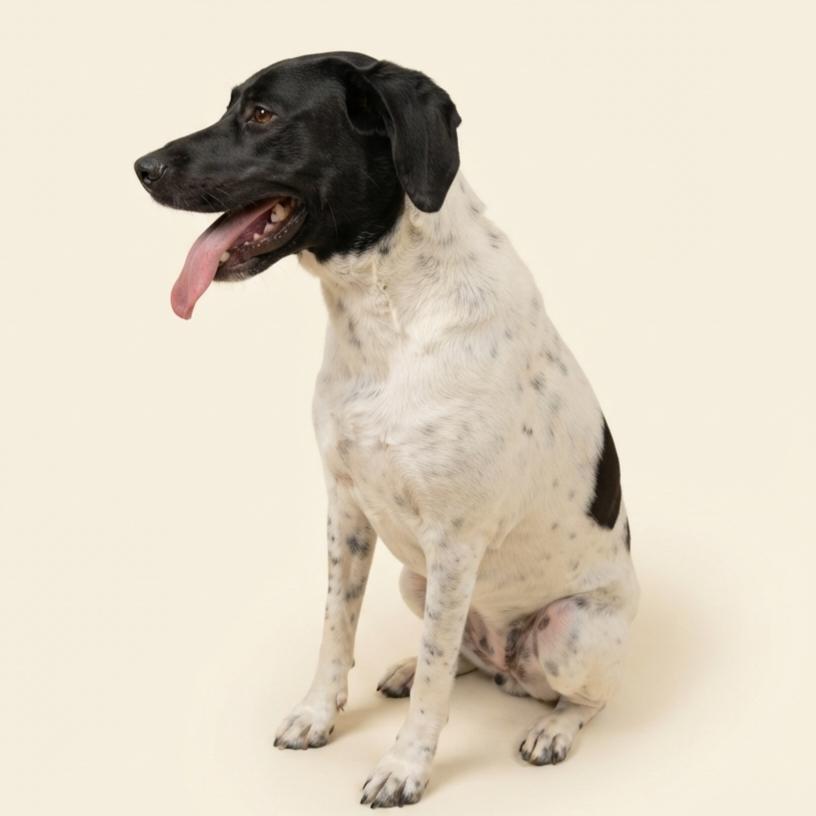 Enlarge Wynonna Judd, a Adoptable mixed breed in Enid, OK image 1/3