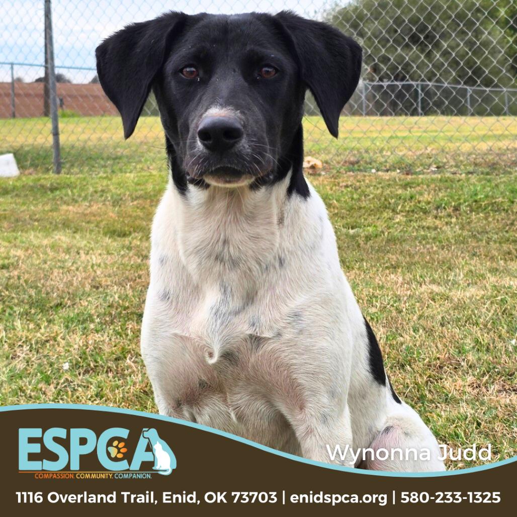 Enlarge Wynonna Judd, a Adoptable mixed breed in Enid, OK image 1/2