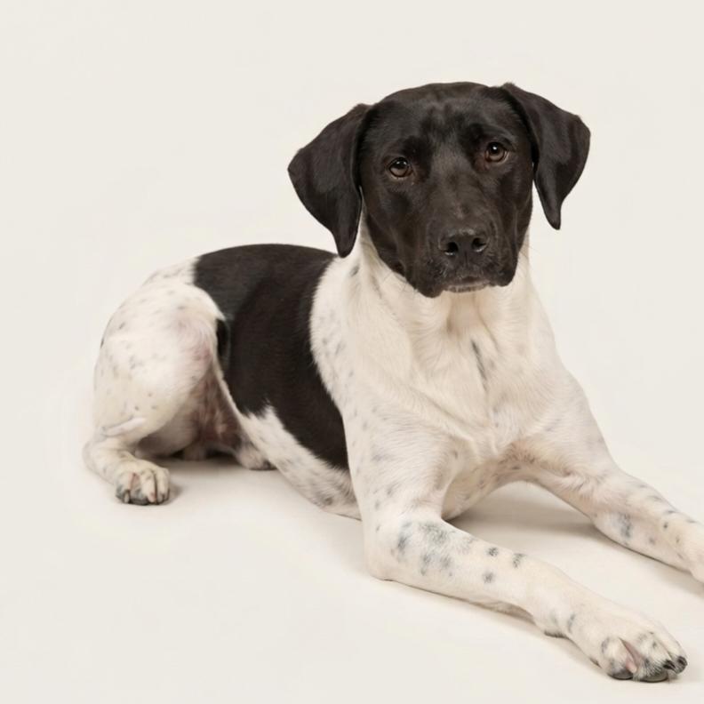 Enlarge Wynonna Judd, a Adoptable mixed breed in Enid, OK image 2/3