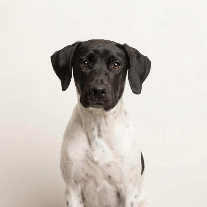 Enlarge Wynonna Judd, a Adoptable mixed breed in Enid, OK image 3/3