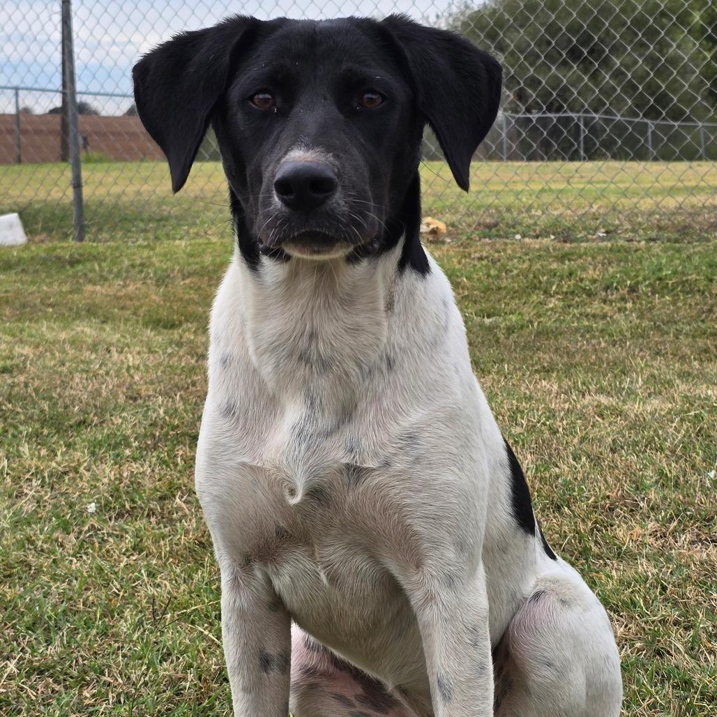 Enlarge Wynonna Judd, a Adoptable mixed breed in Enid, OK image 2/2