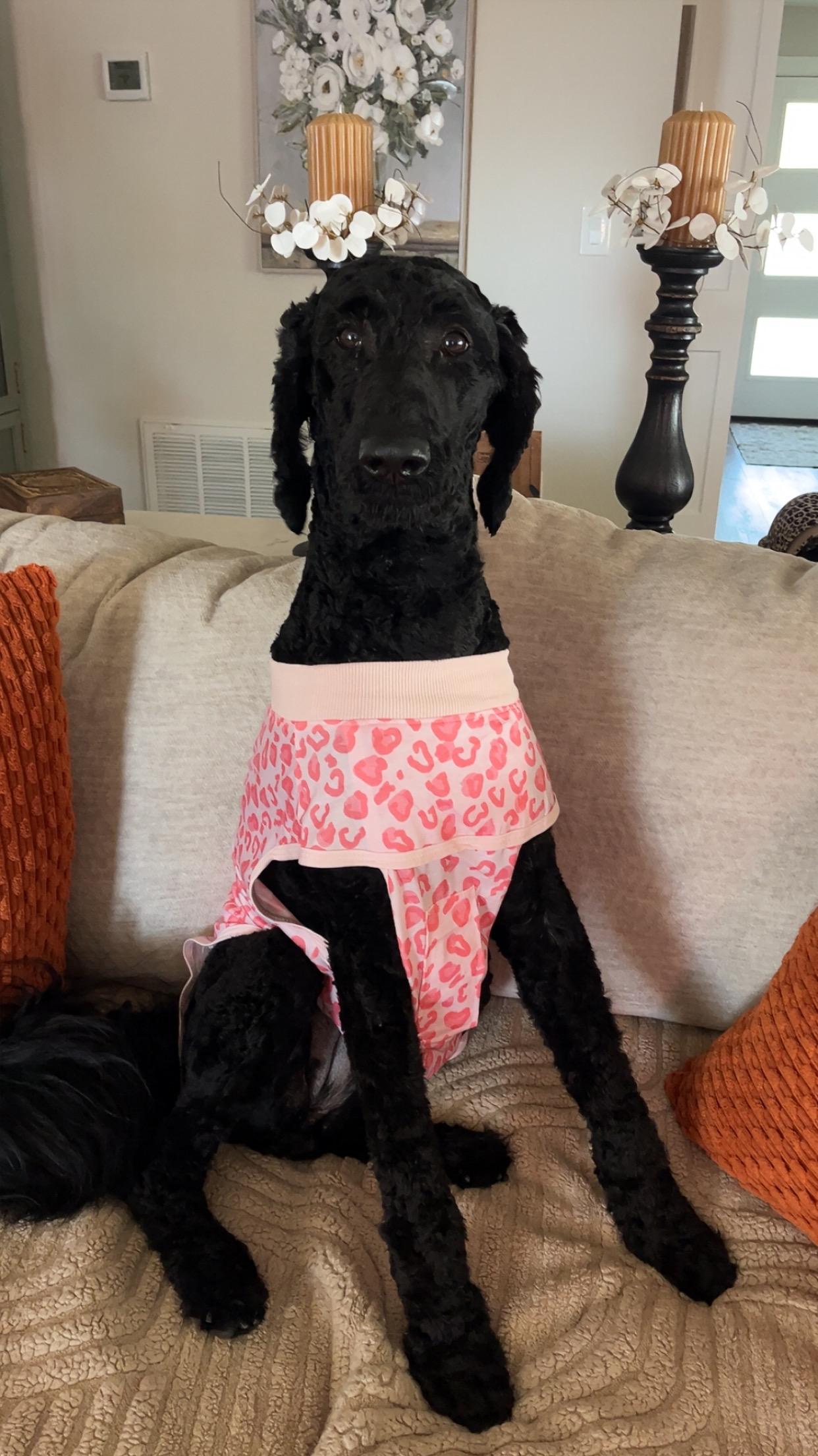 Amie, an adopted Standard Poodle in Bradenton, FL image 1/5