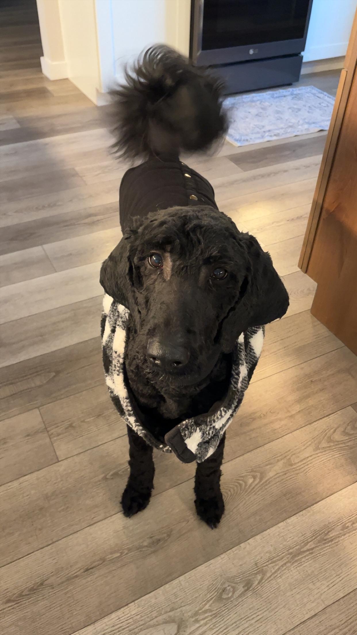 Amie, an adopted Standard Poodle in Bradenton, FL image 4/5