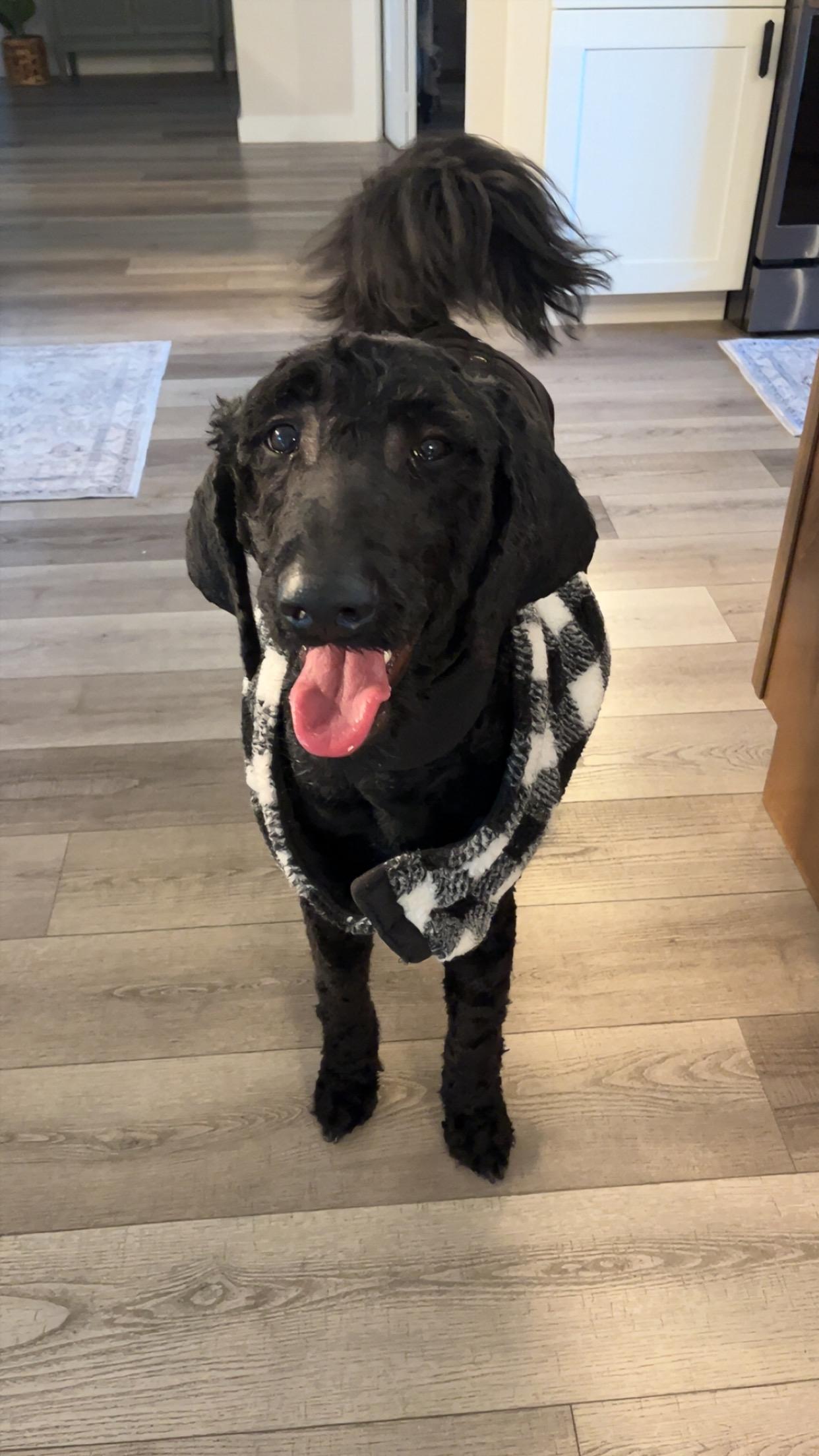 Amie, an adopted Standard Poodle in Bradenton, FL image 2/5