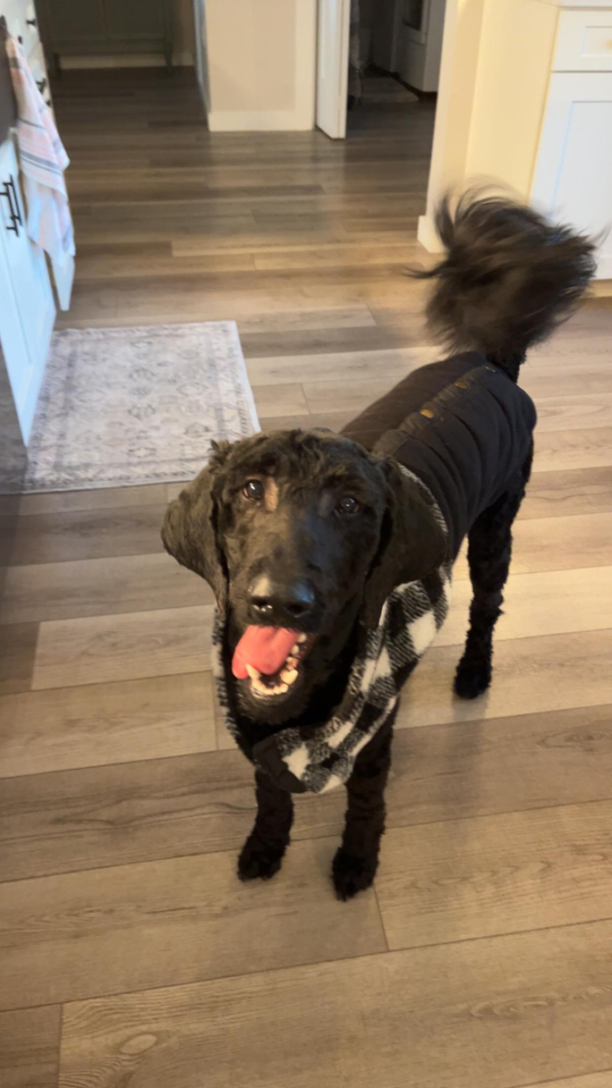 Amie, an adopted Standard Poodle in Bradenton, FL image 3/5