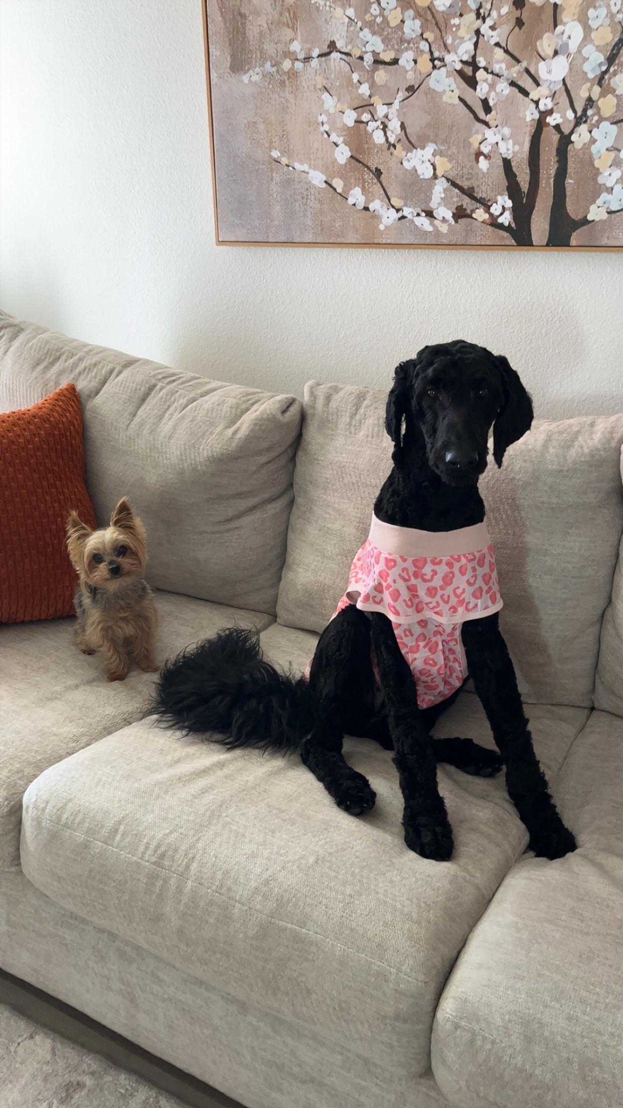 Amie, an adopted Standard Poodle in Bradenton, FL image 5/5