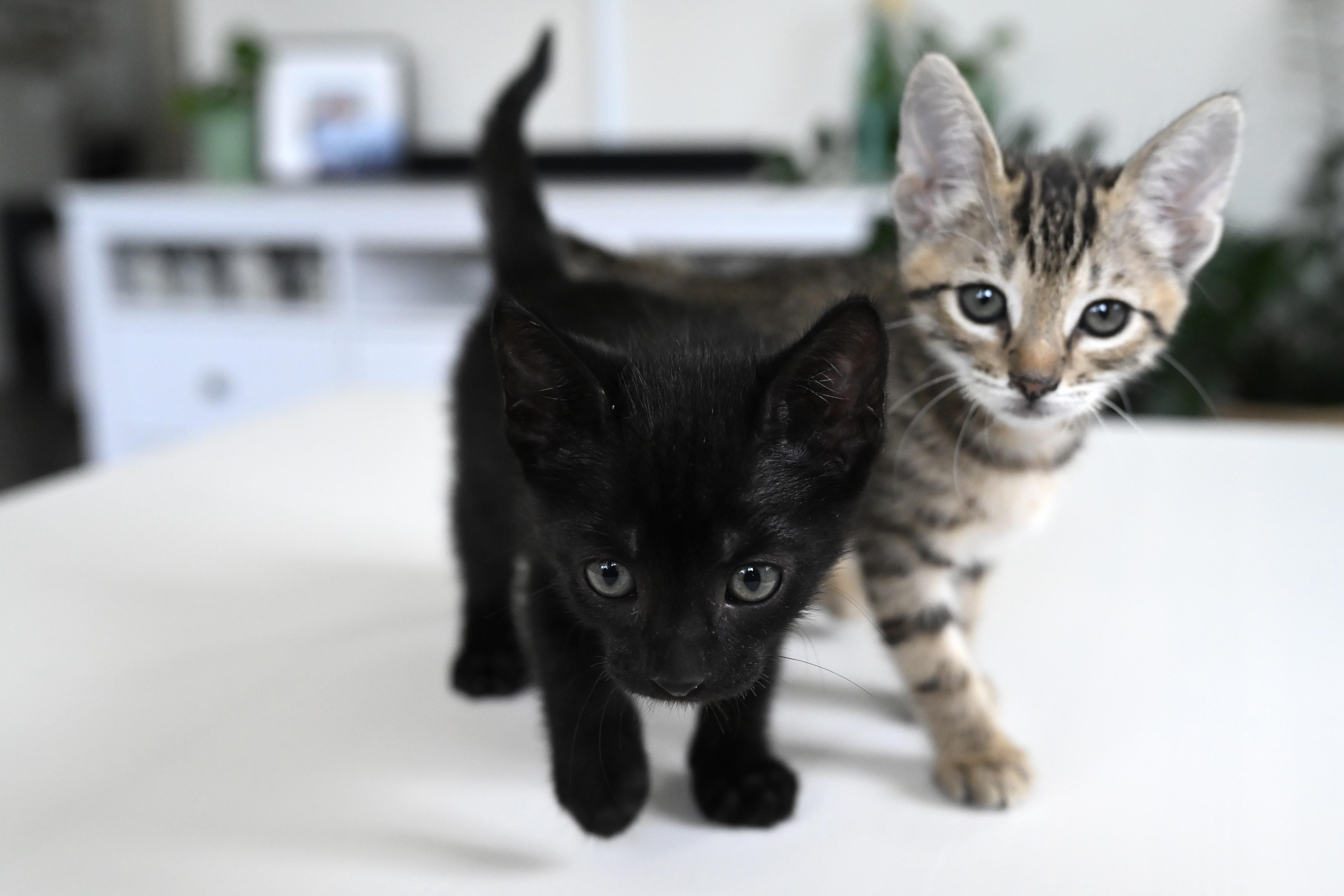 Pualani and Kekoa, a Adopted Domestic Short Hair in Mililani, HI image 1/3