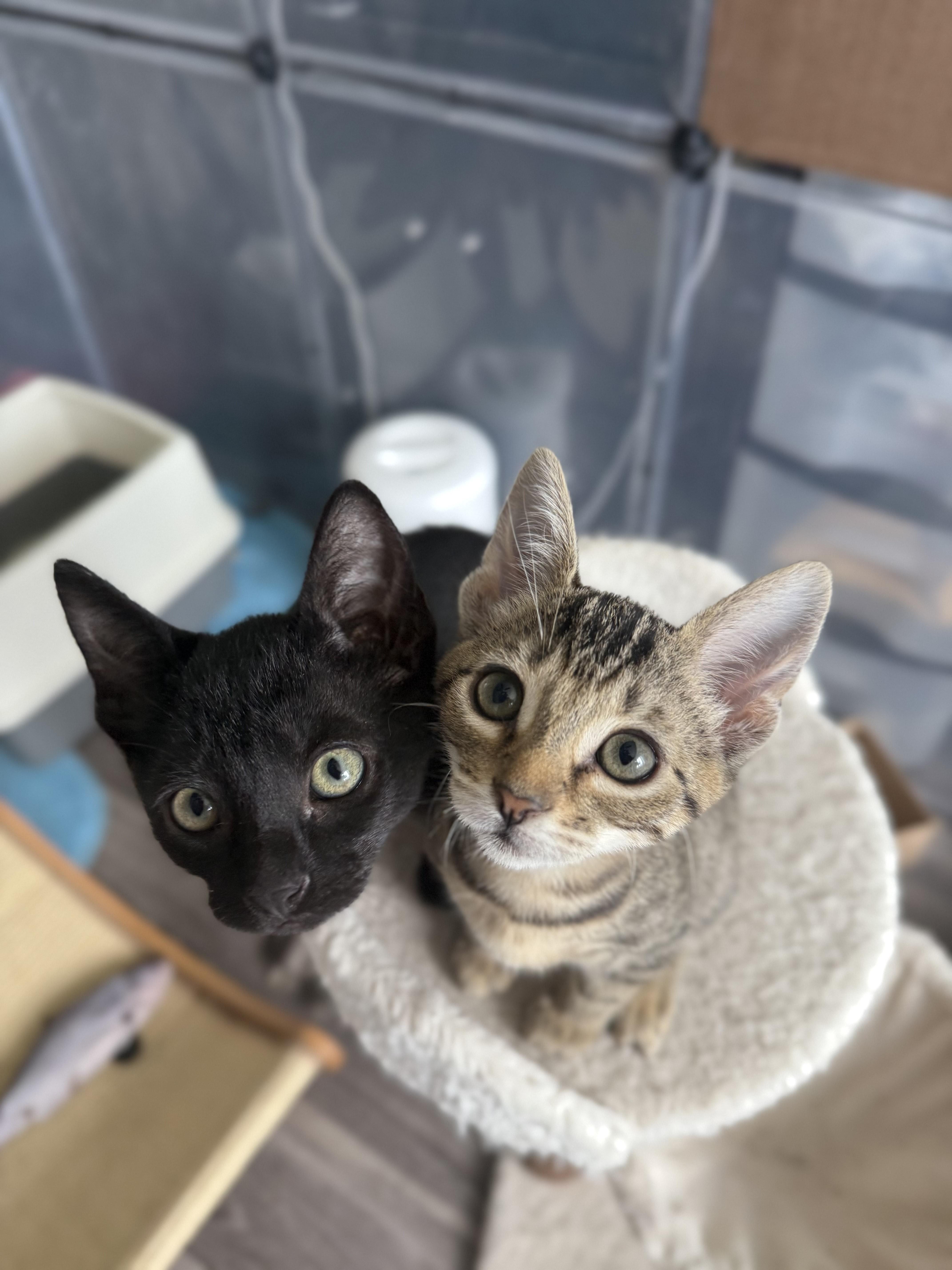 Pualani and Kekoa, a Adopted Domestic Short Hair in Mililani, HI image 2/3
