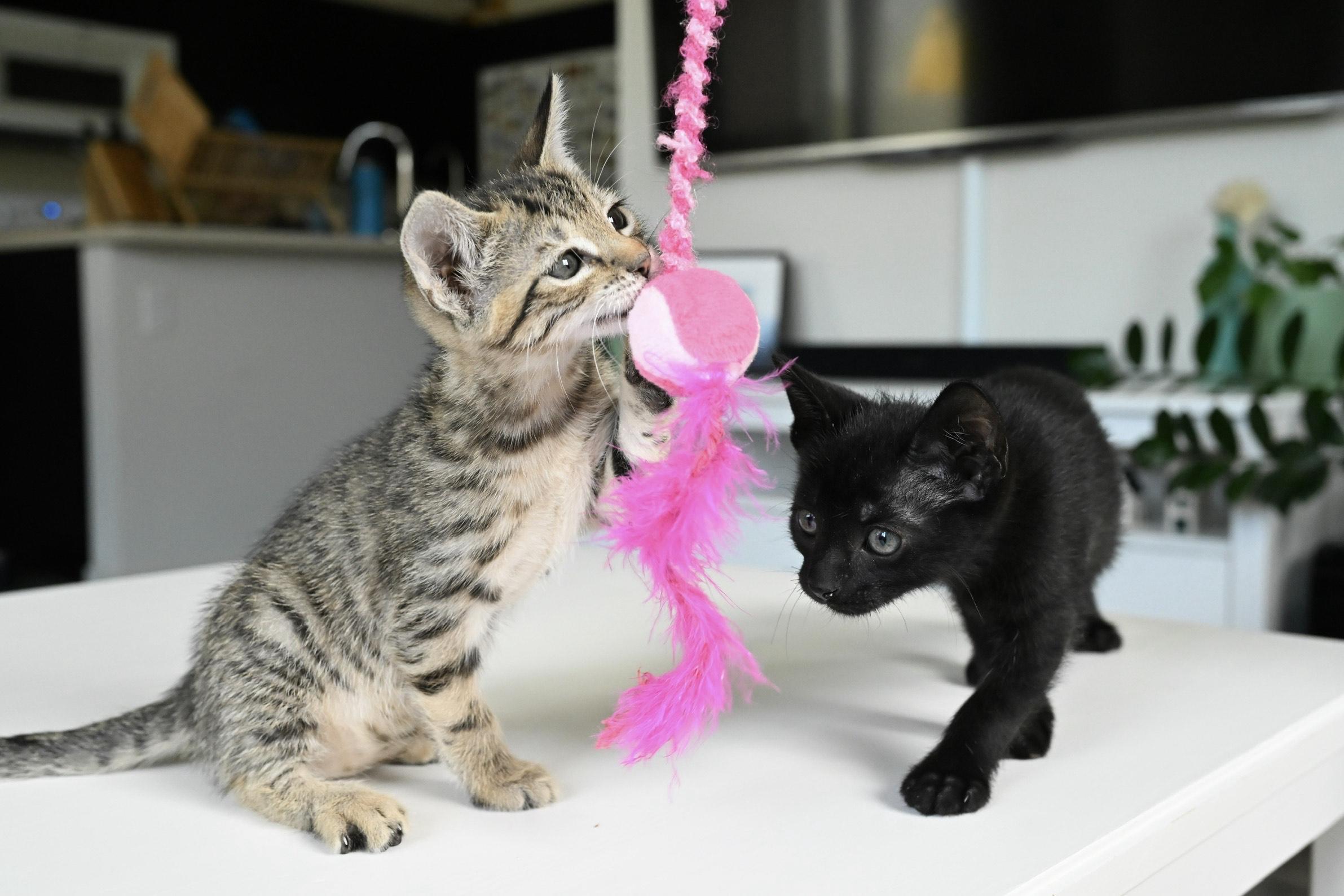 Pualani and Kekoa, a Adopted Domestic Short Hair in Mililani, HI image 3/3