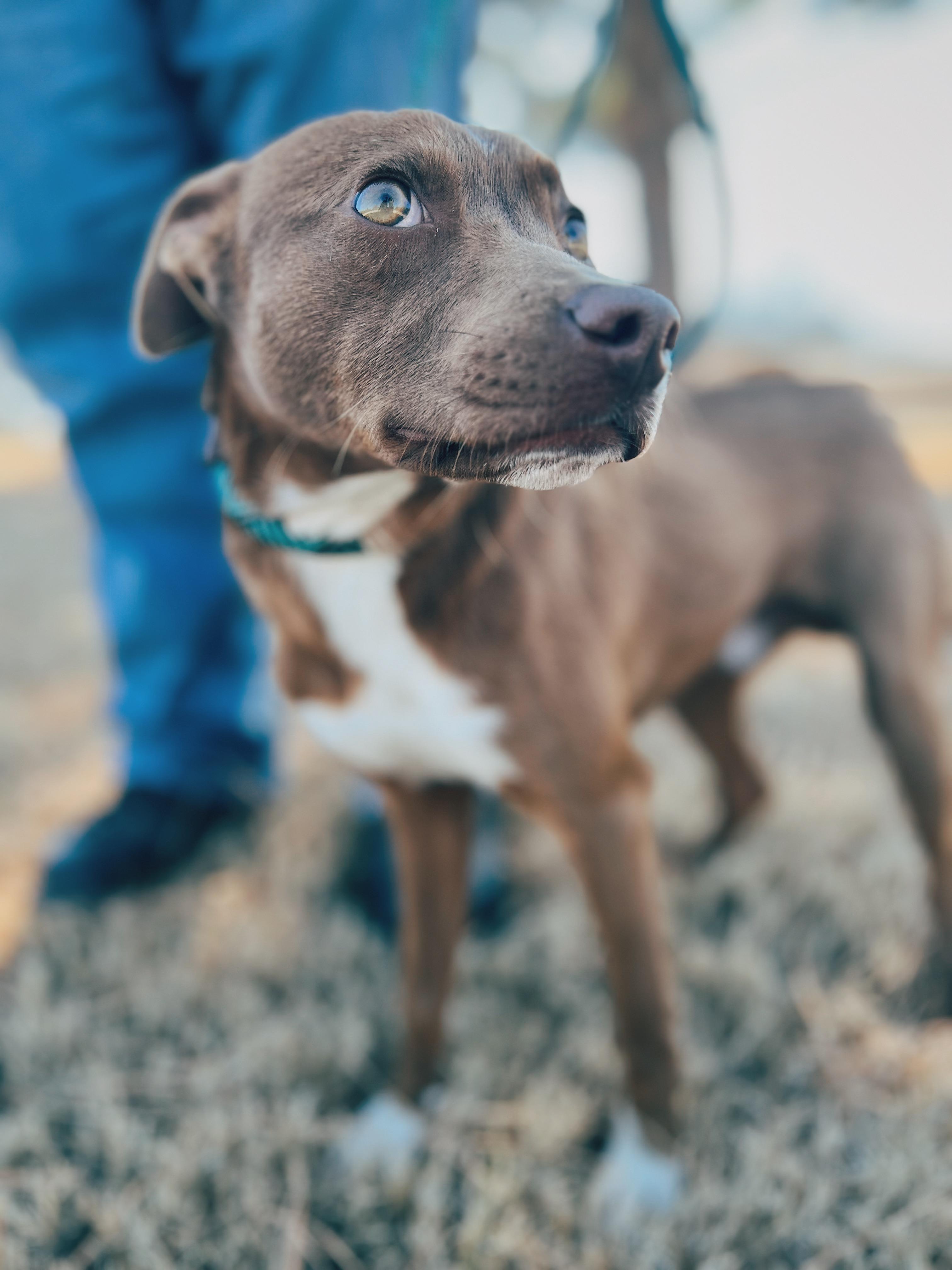 Enlarge Wally, a ADOPTABLE mixed breed in Okmulgee, OK image 1/6