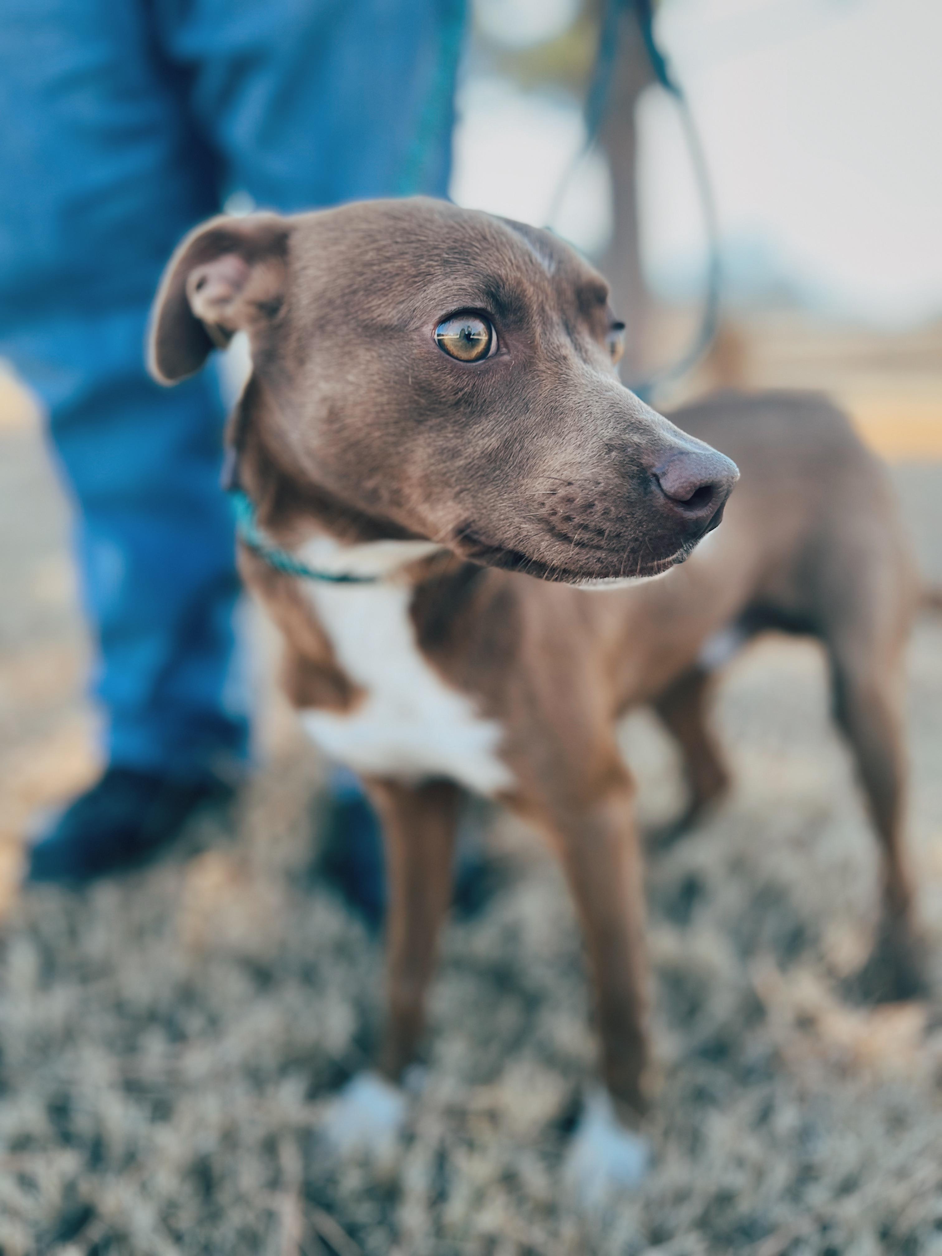 Enlarge Wally, a ADOPTABLE mixed breed in Okmulgee, OK image 6/6