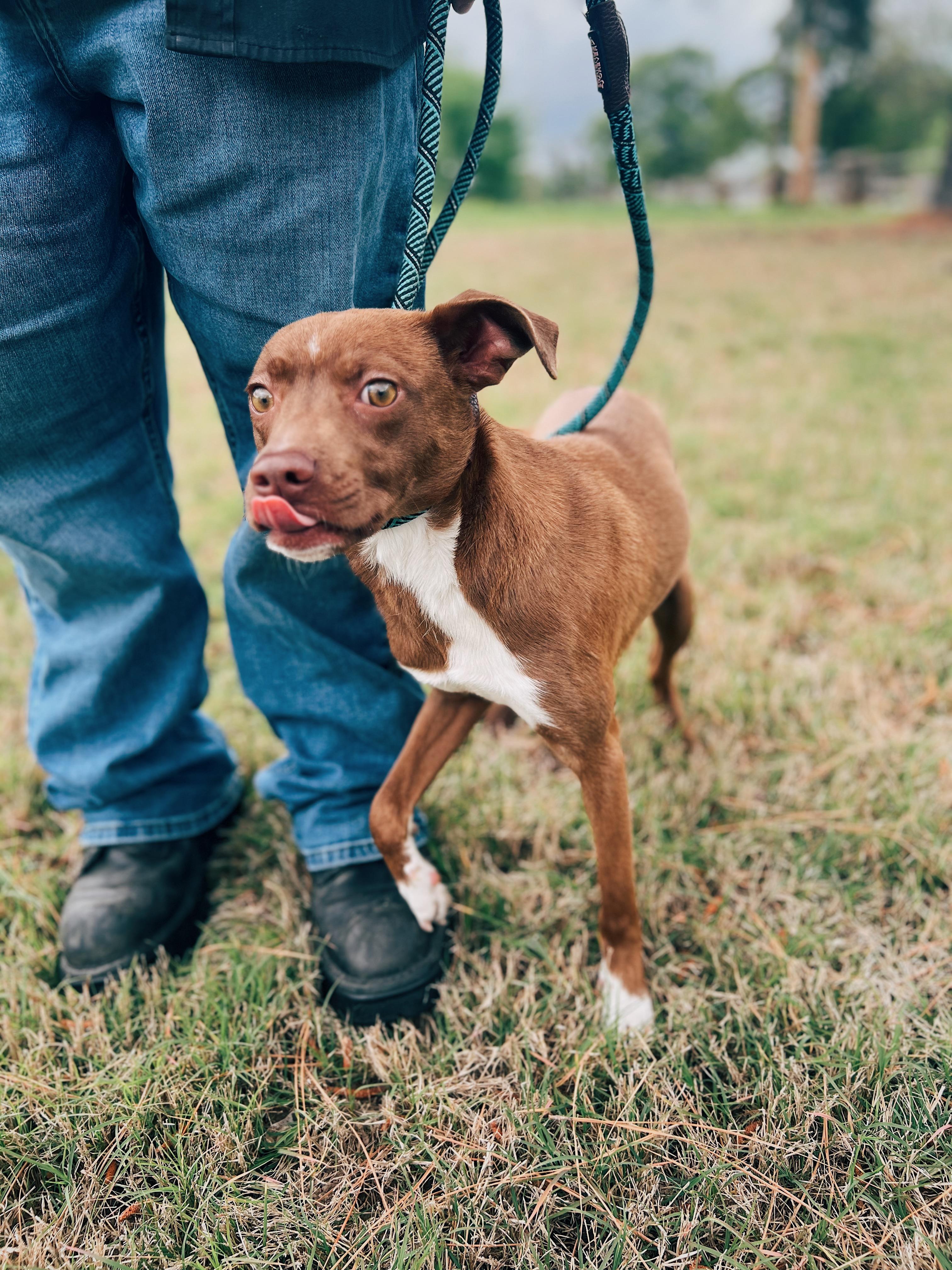 Enlarge Wally, an adoptable mixed breed in Okmulgee, OK image 4/6