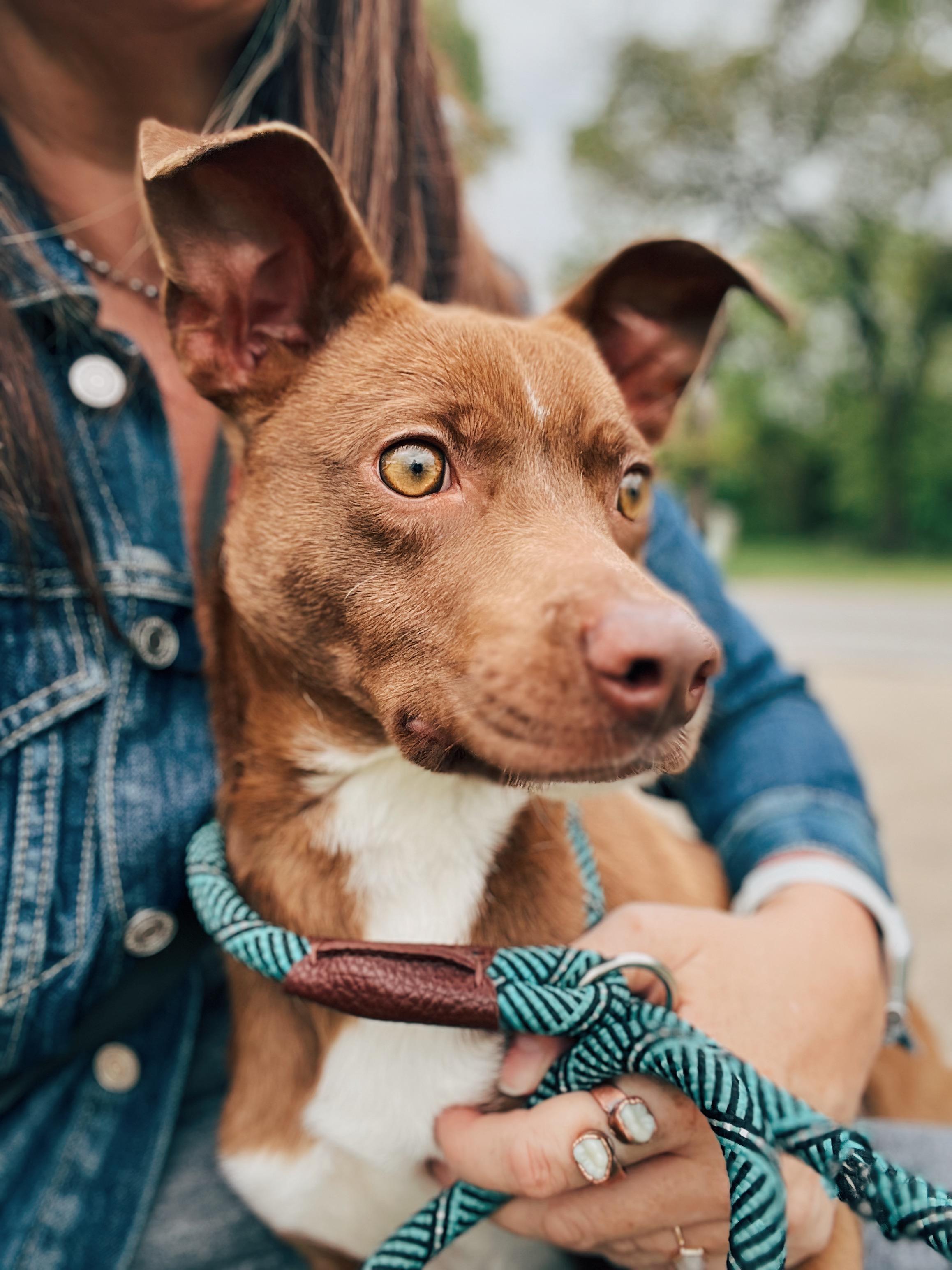 Enlarge Wally, an adoptable mixed breed in Okmulgee, OK image 2/6