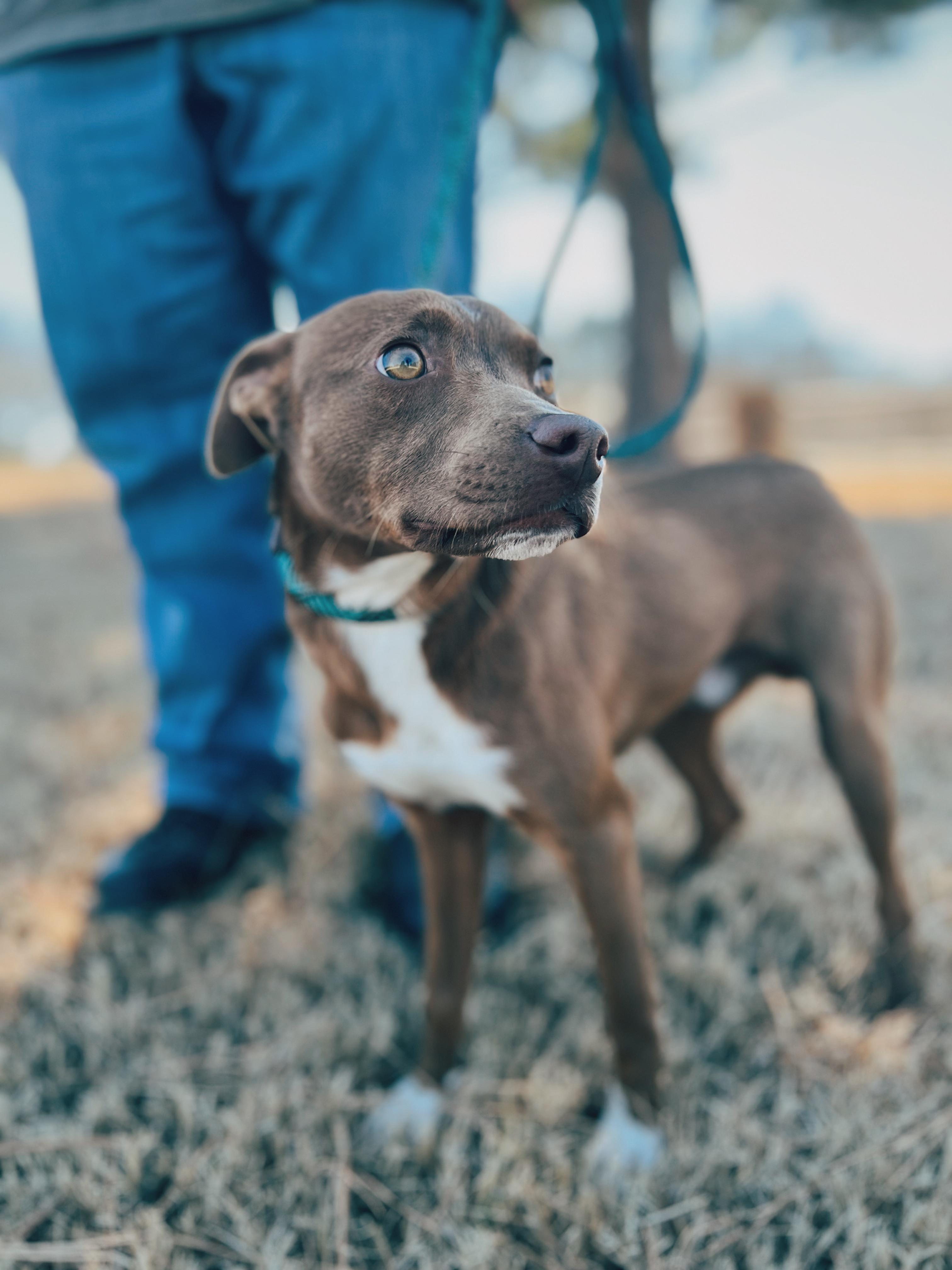 Enlarge Wally, a ADOPTABLE mixed breed in Okmulgee, OK image 4/6