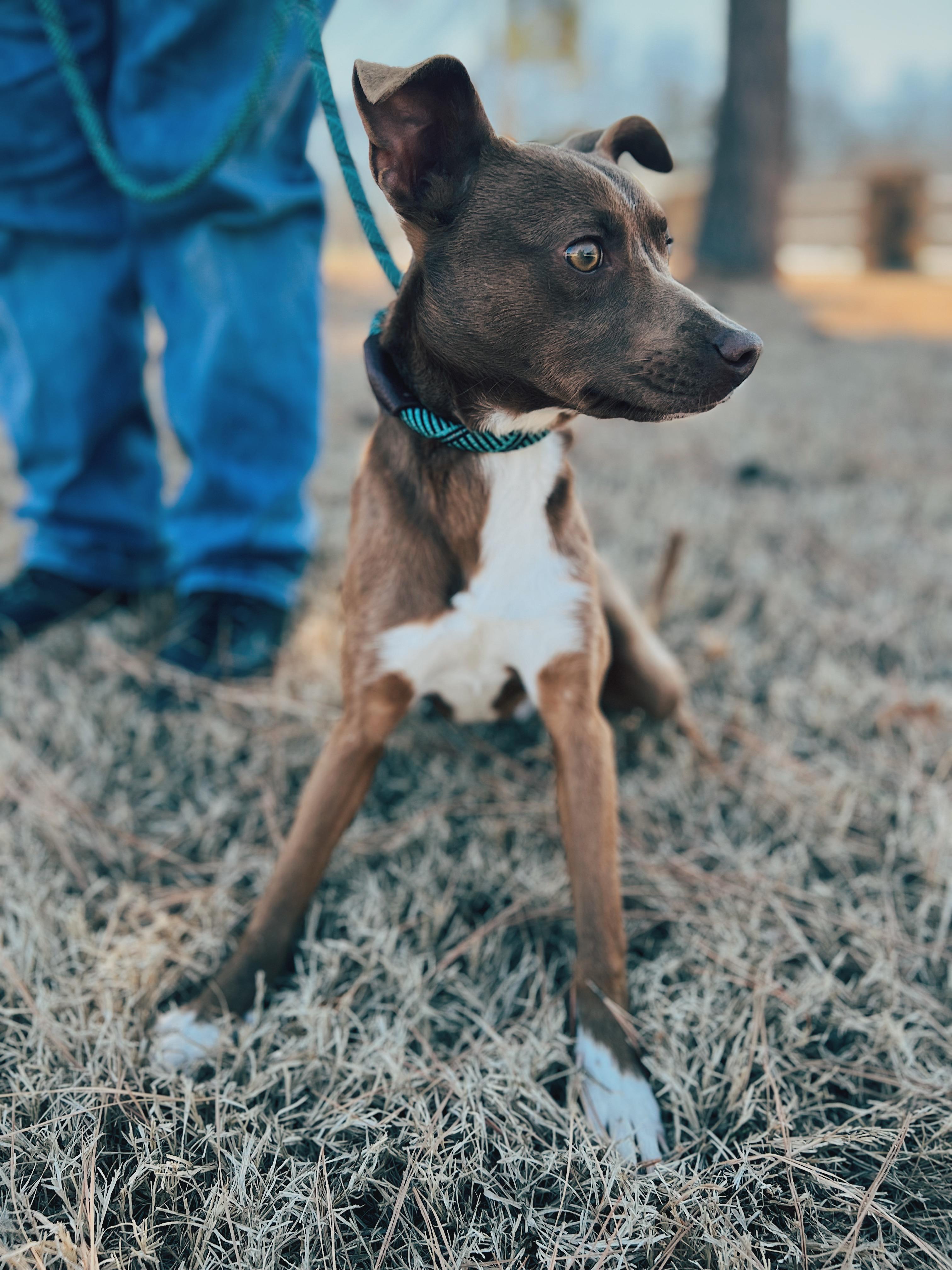 Enlarge Wally, a ADOPTABLE mixed breed in Okmulgee, OK image 2/6