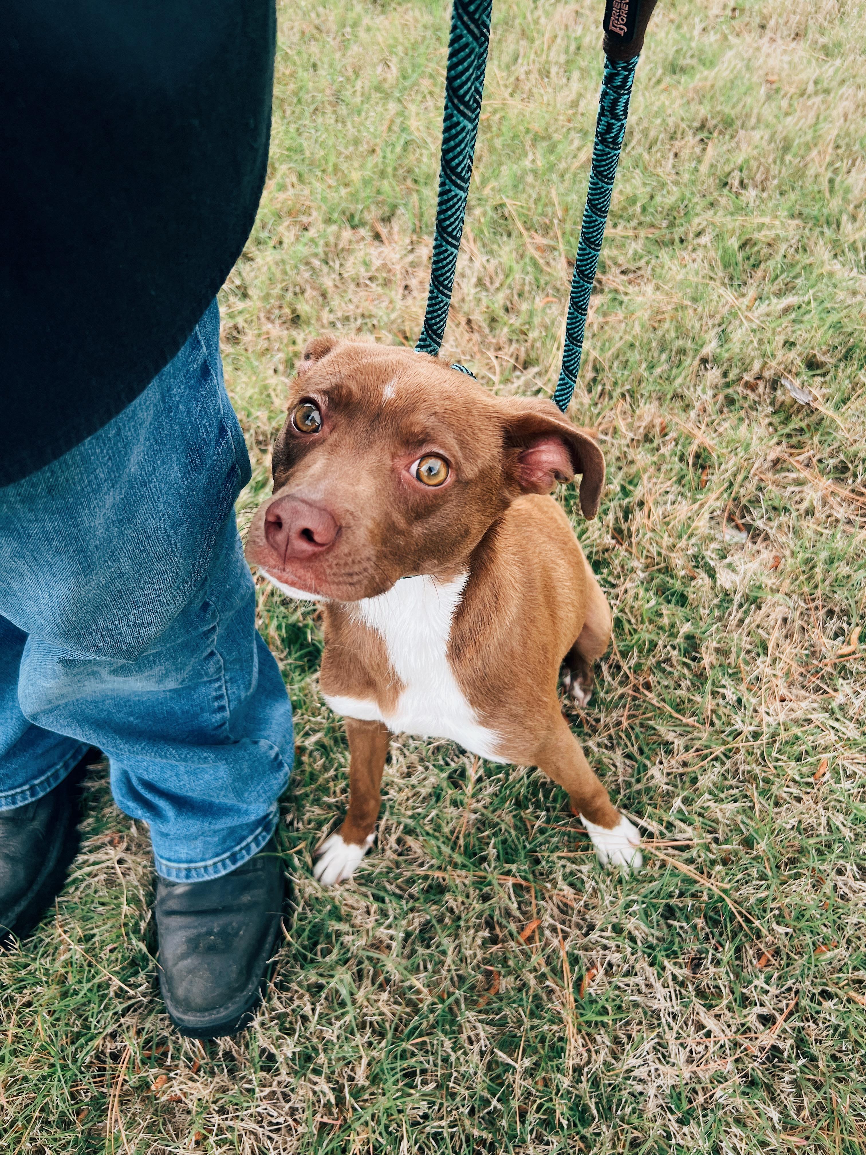 Wally, adoptable, Young Male Chihuahua & American Staffordshire Terrier.