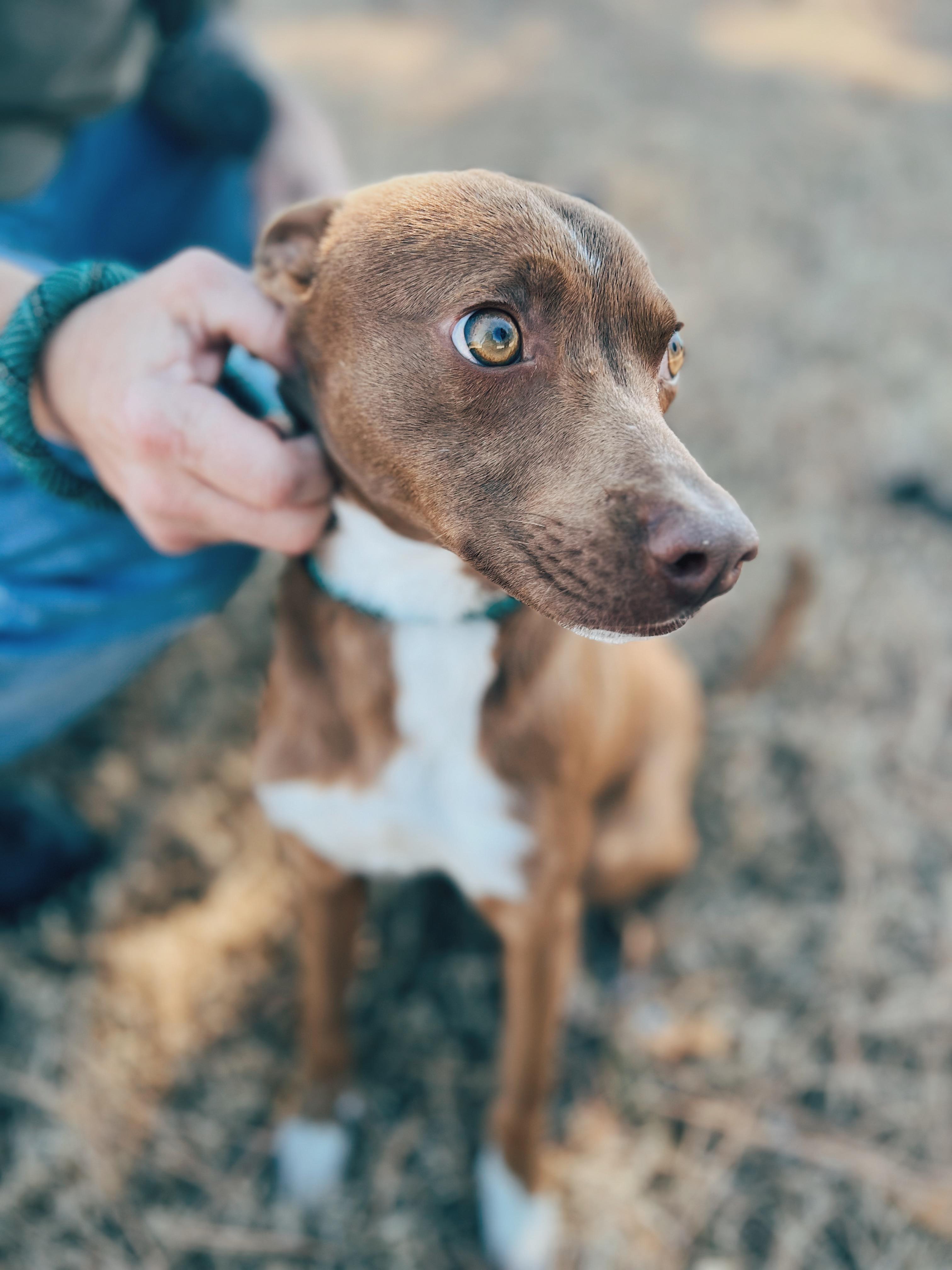Enlarge Wally, a ADOPTABLE mixed breed in Okmulgee, OK image 5/6