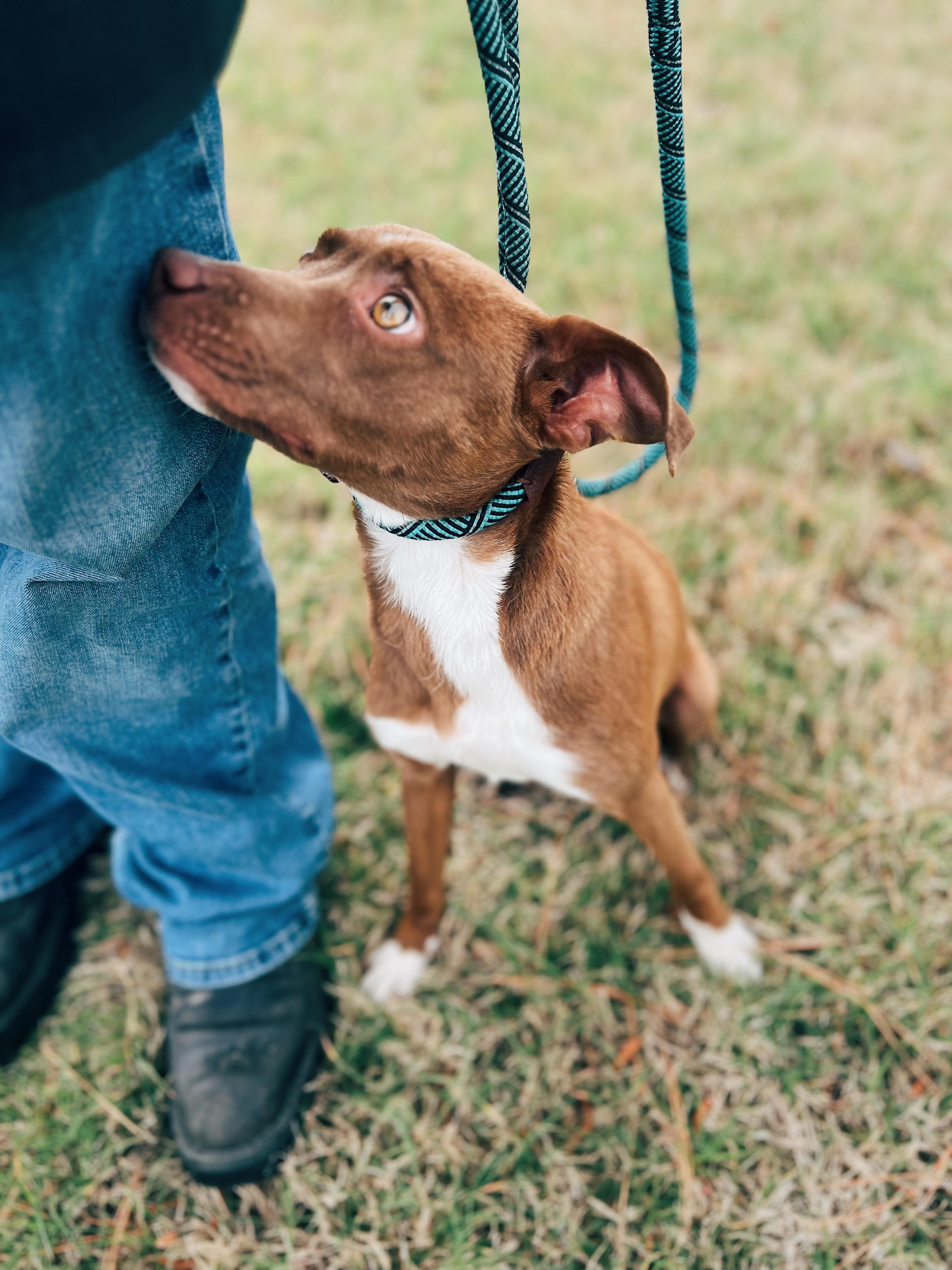Enlarge Wally, an adoptable mixed breed in Okmulgee, OK image 3/6