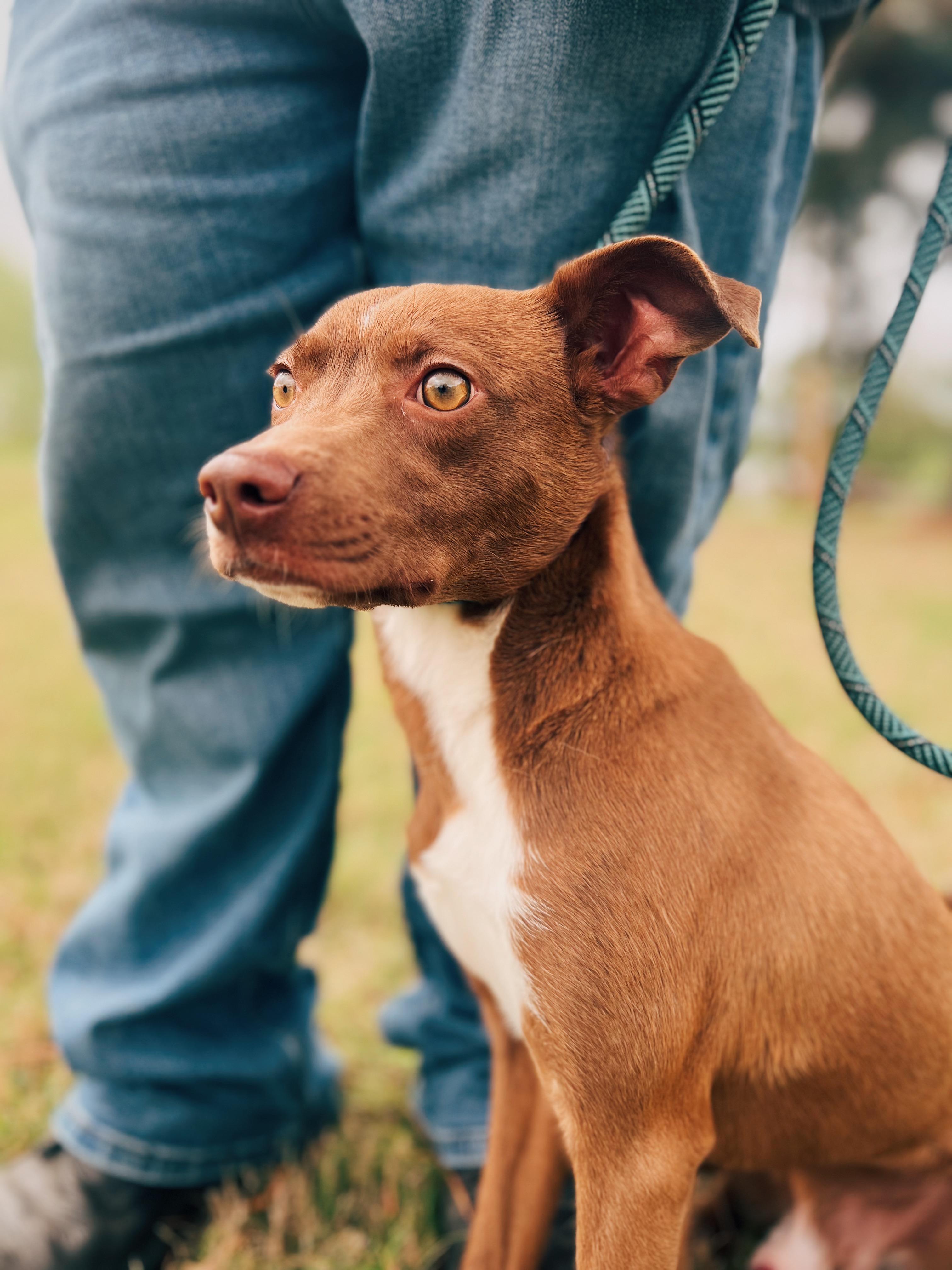 Enlarge Wally, an adoptable mixed breed in Okmulgee, OK image 5/6
