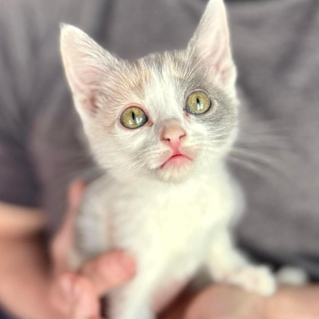 Enlarge Cali, a Adoptable Domestic Short Hair in Marion, IL image 2/3