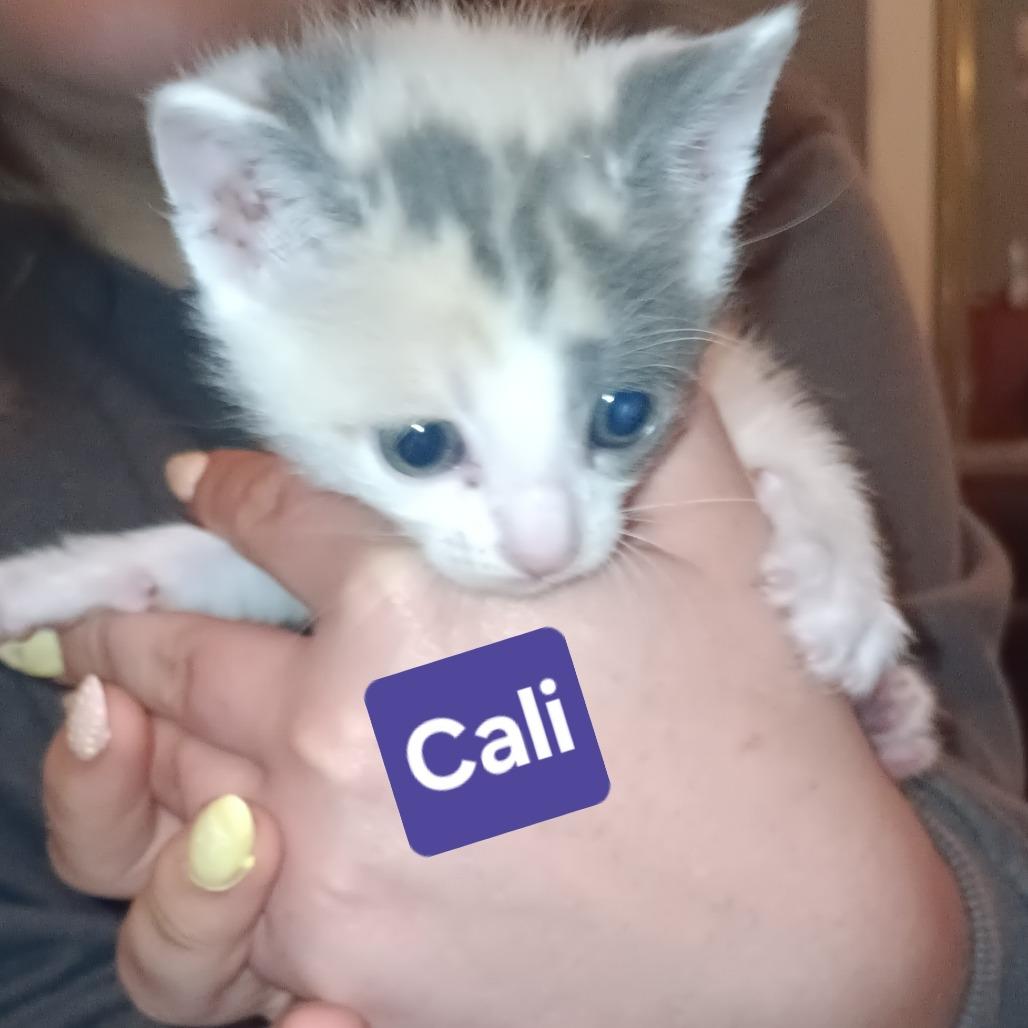 Enlarge Cali, a Adoptable Domestic Short Hair in Marion, IL image 3/3