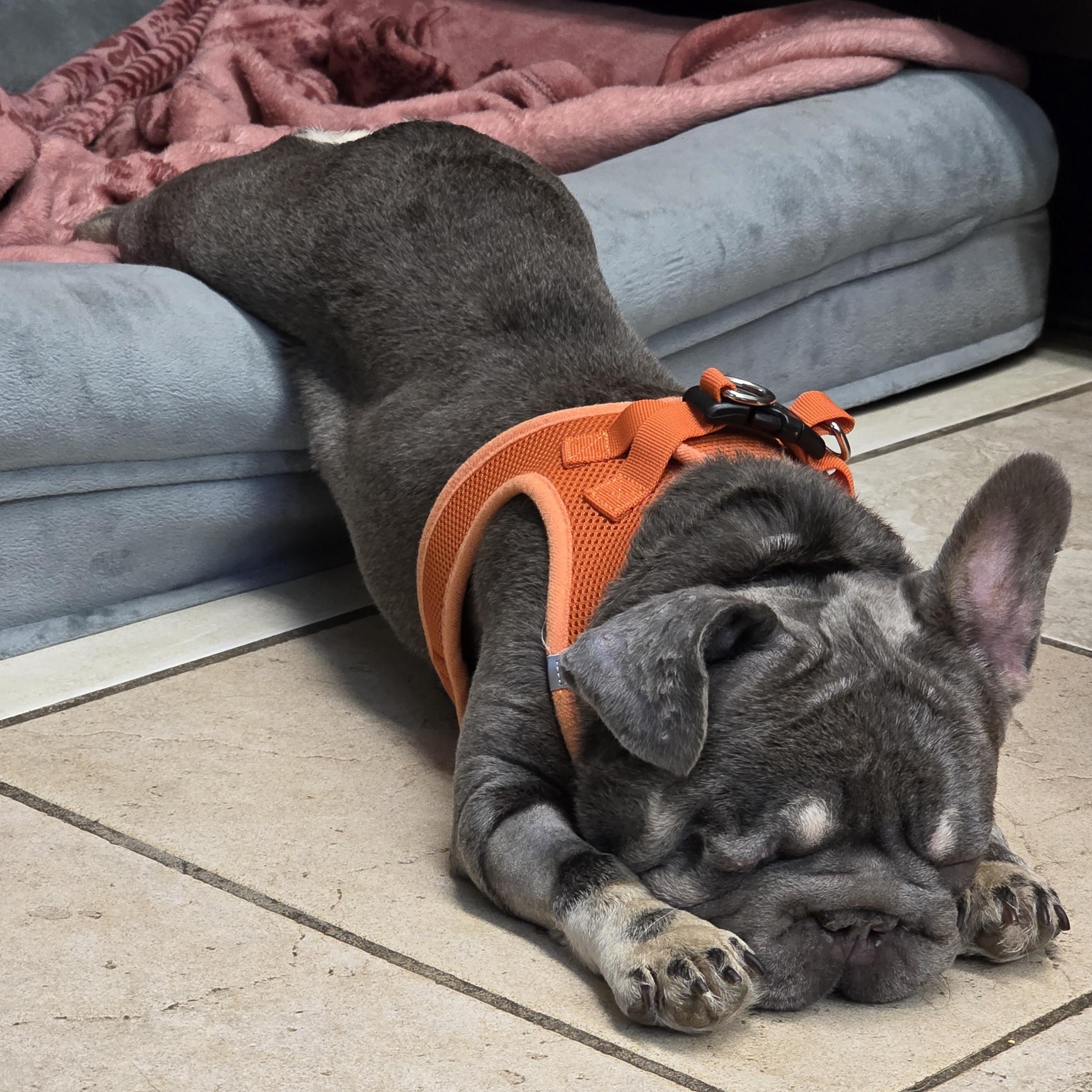 Noodles 9416, adopted, Adult Female French Bulldog.