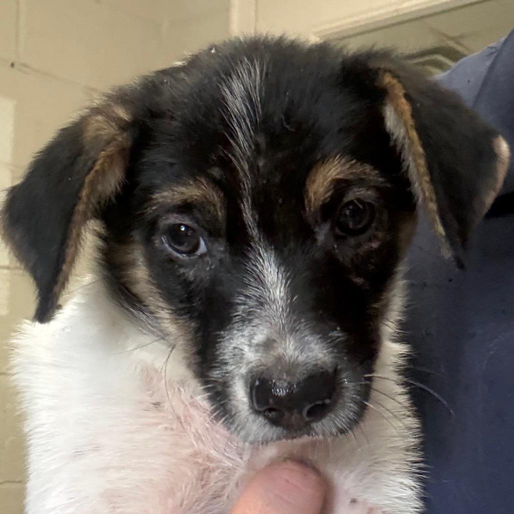 Christy, Adoptable, Puppy Female Mixed Breed.