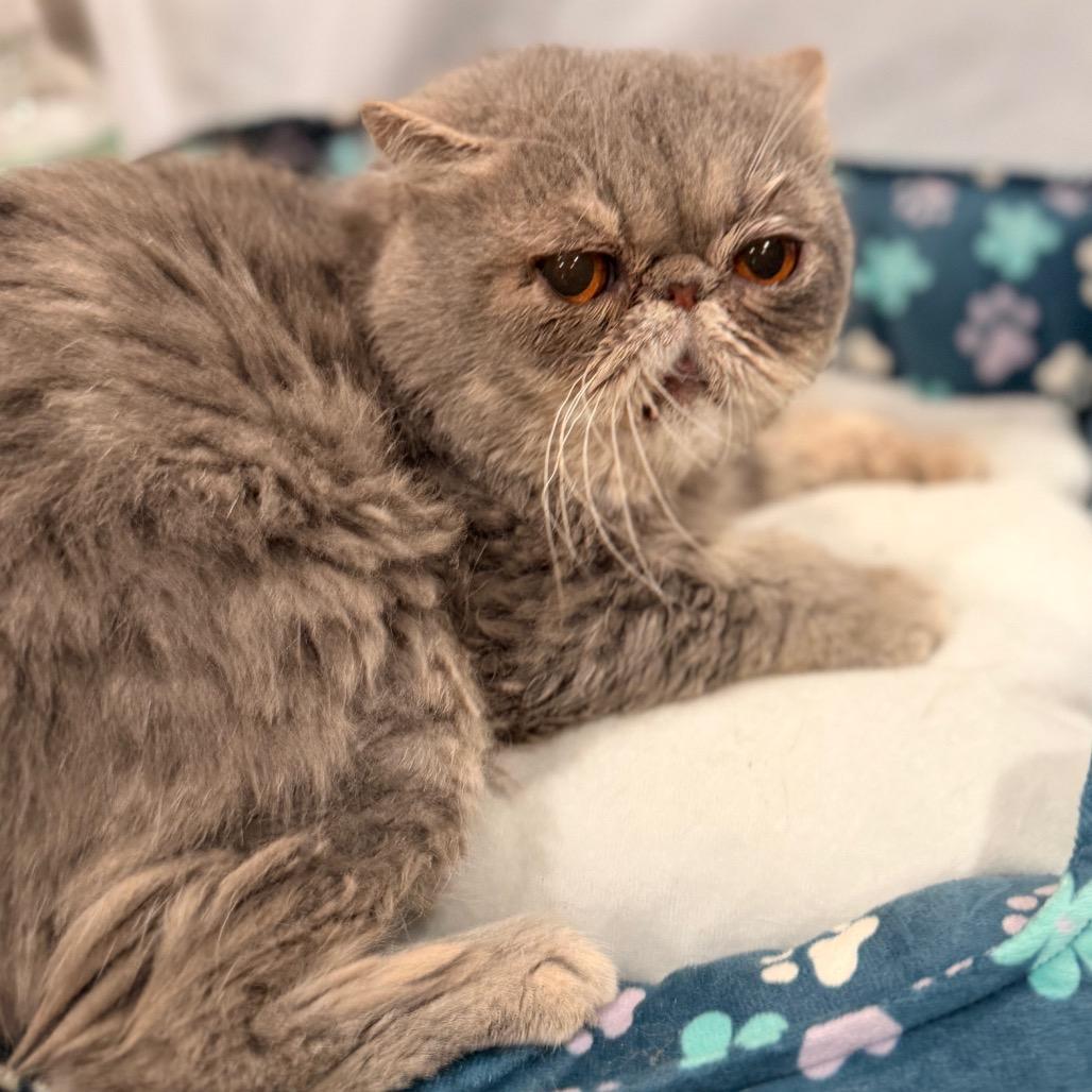 Rodrigo, Adoptable, Adult Male Persian.