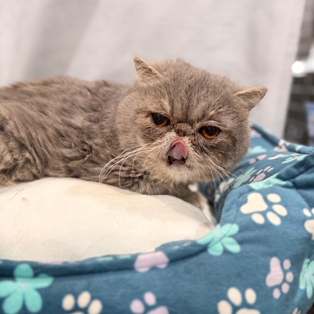 Enlarge Rodrigo, a Adoptable Persian in Pasadena , MD image 2/2