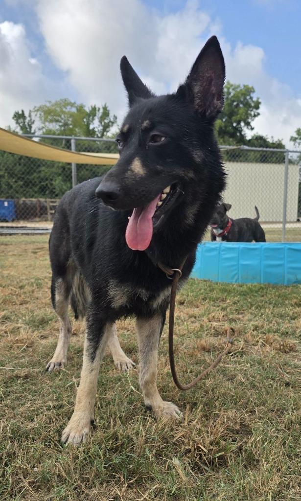 Layla, Adoptable, Young Female German Shepherd Dog.