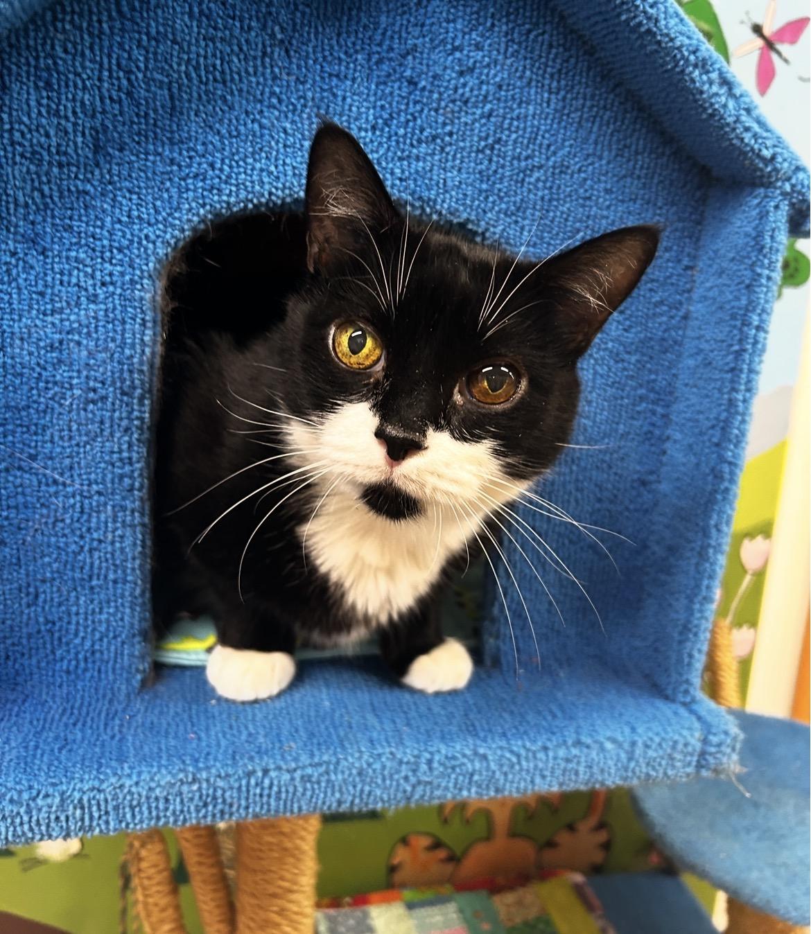 Martha Stewart, ADOPTABLE, Senior Female Domestic Short Hair.