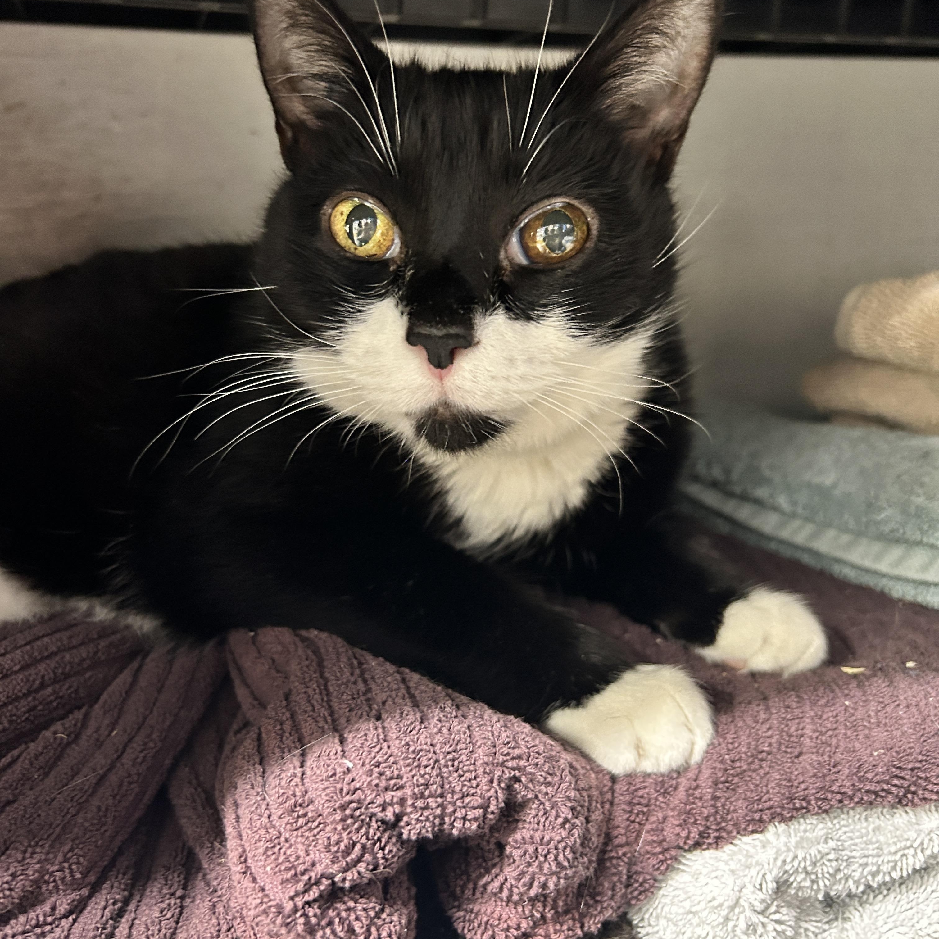Enlarge Martha Stewart, a ADOPTABLE Domestic Short Hair in Maple Ridge, BC image 3/6