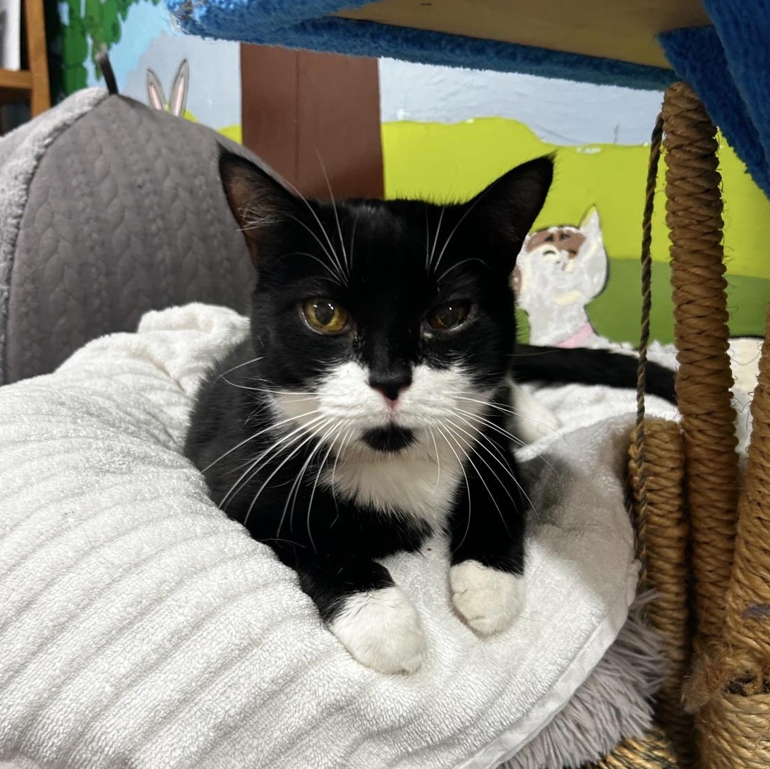 Enlarge Martha Stewart, a ADOPTABLE Domestic Short Hair in Maple Ridge, BC image 2/6
