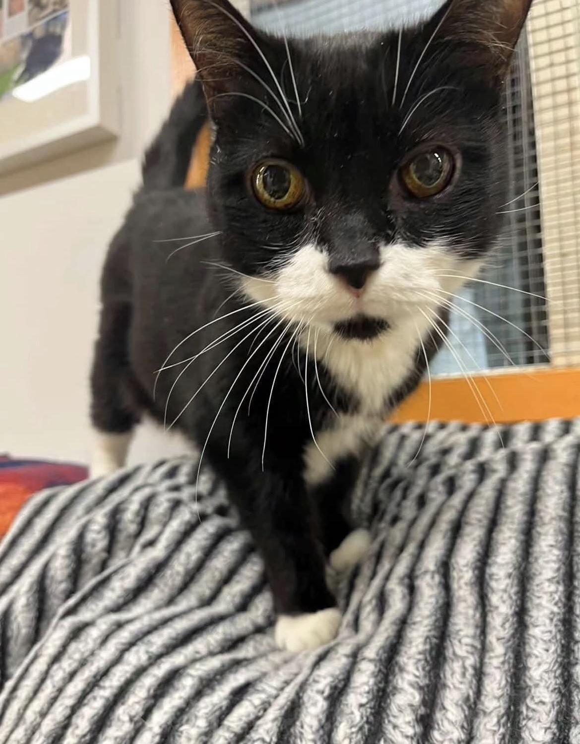 Martha Stewart, ADOPTABLE, Senior Female Domestic Short Hair.
