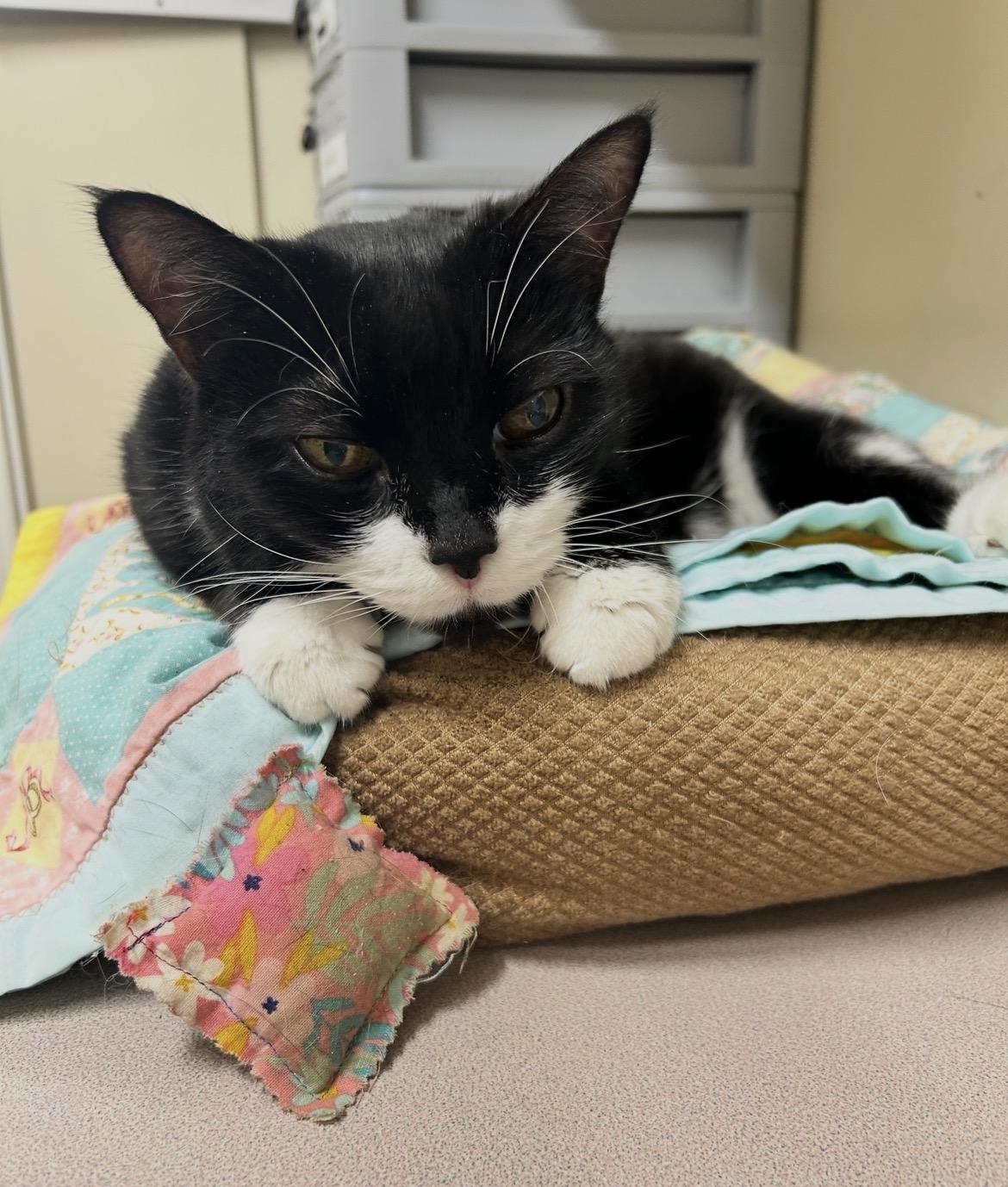 Enlarge Martha Stewart, a ADOPTABLE Domestic Short Hair in Maple Ridge, BC image 4/6