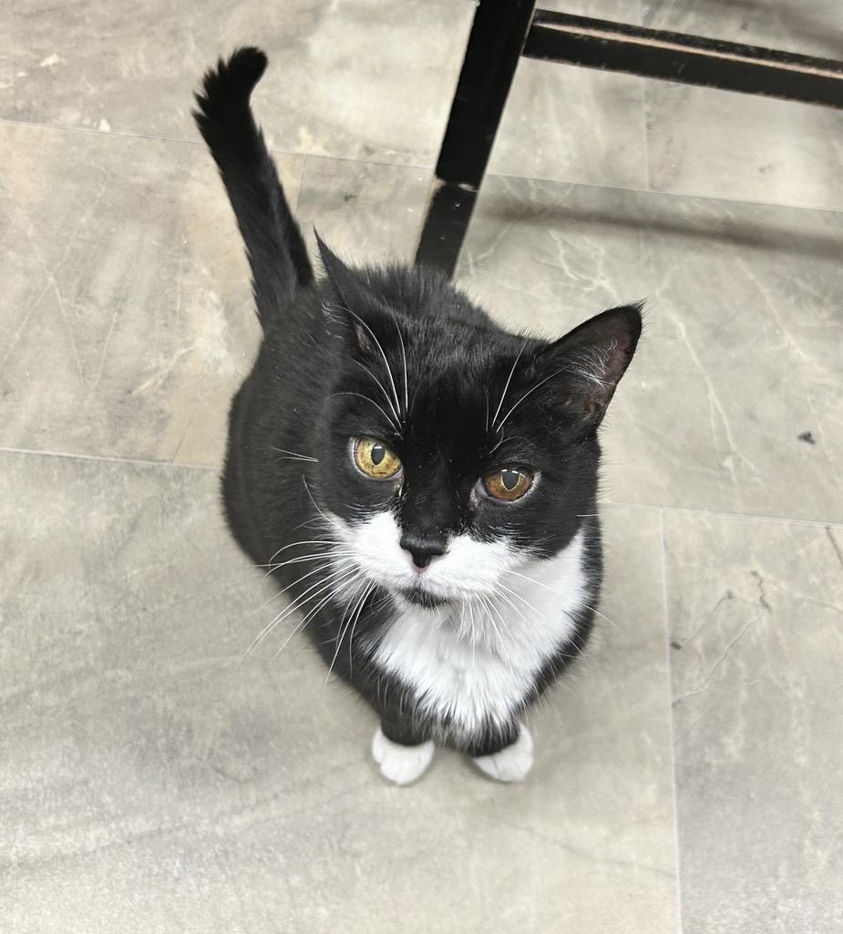 Enlarge Martha Stewart, a ADOPTABLE Domestic Short Hair in Maple Ridge, BC image 6/6