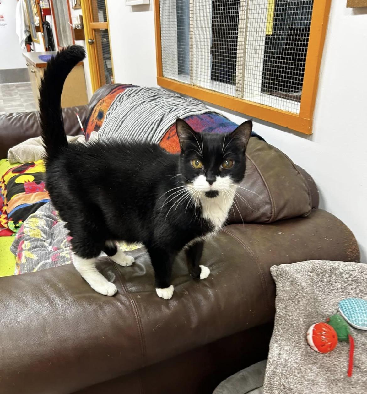 Enlarge Martha Stewart, a ADOPTABLE Domestic Short Hair in Maple Ridge, BC image 5/6