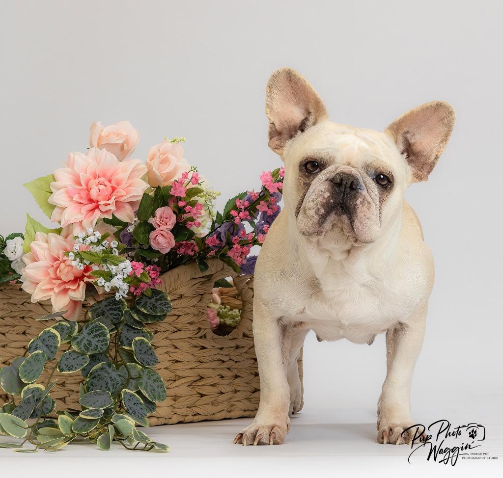 Cupcake — thumbnail 2