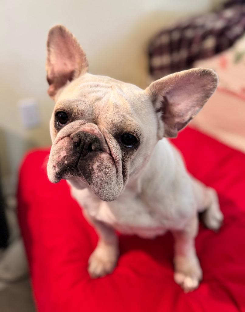 Cupcake — thumbnail 3