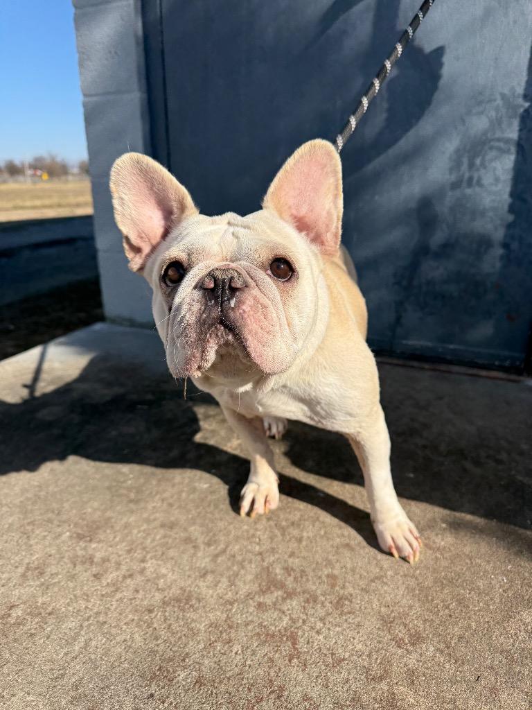 Cupcake — thumbnail 4