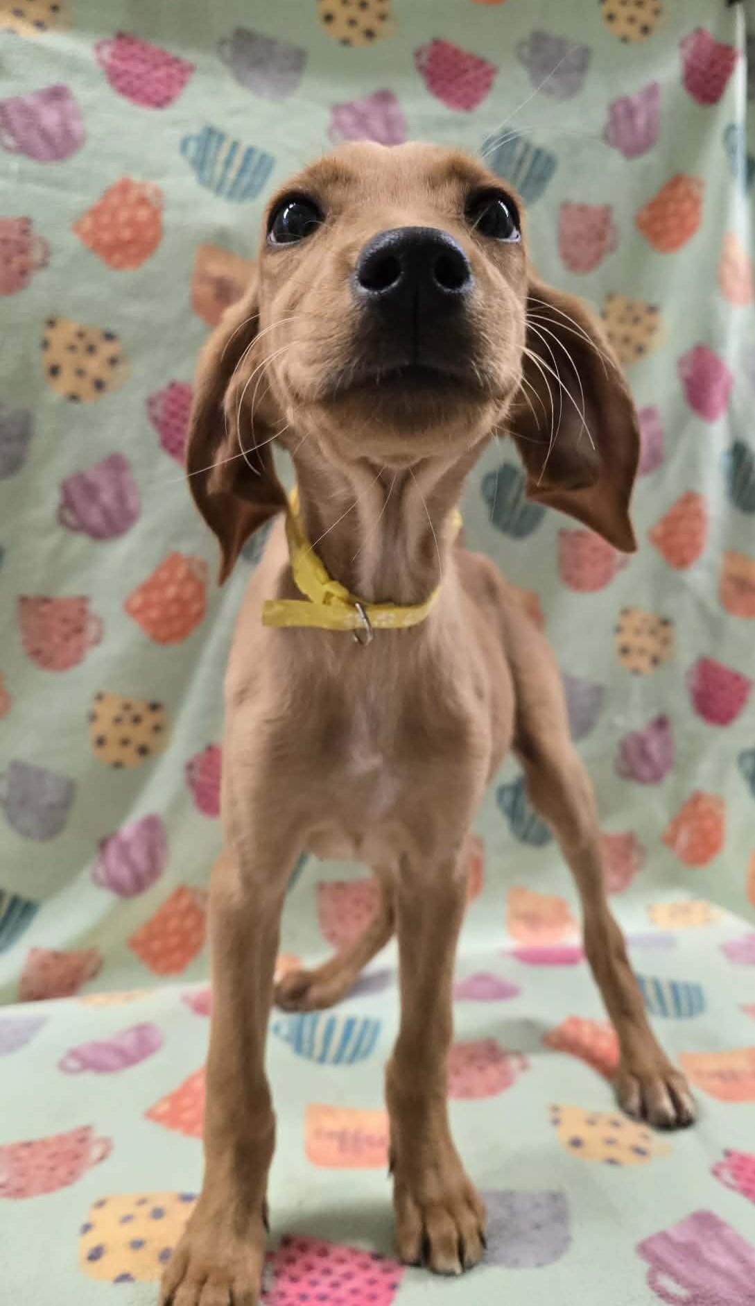 Enlarge Strawberry Clover, an adopted mixed breed in Othello, WA image 4/6