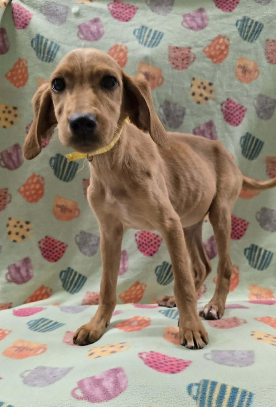 Strawberry Clover, adopted, Puppy Female Irish Setter & Black Labrador Retriever.